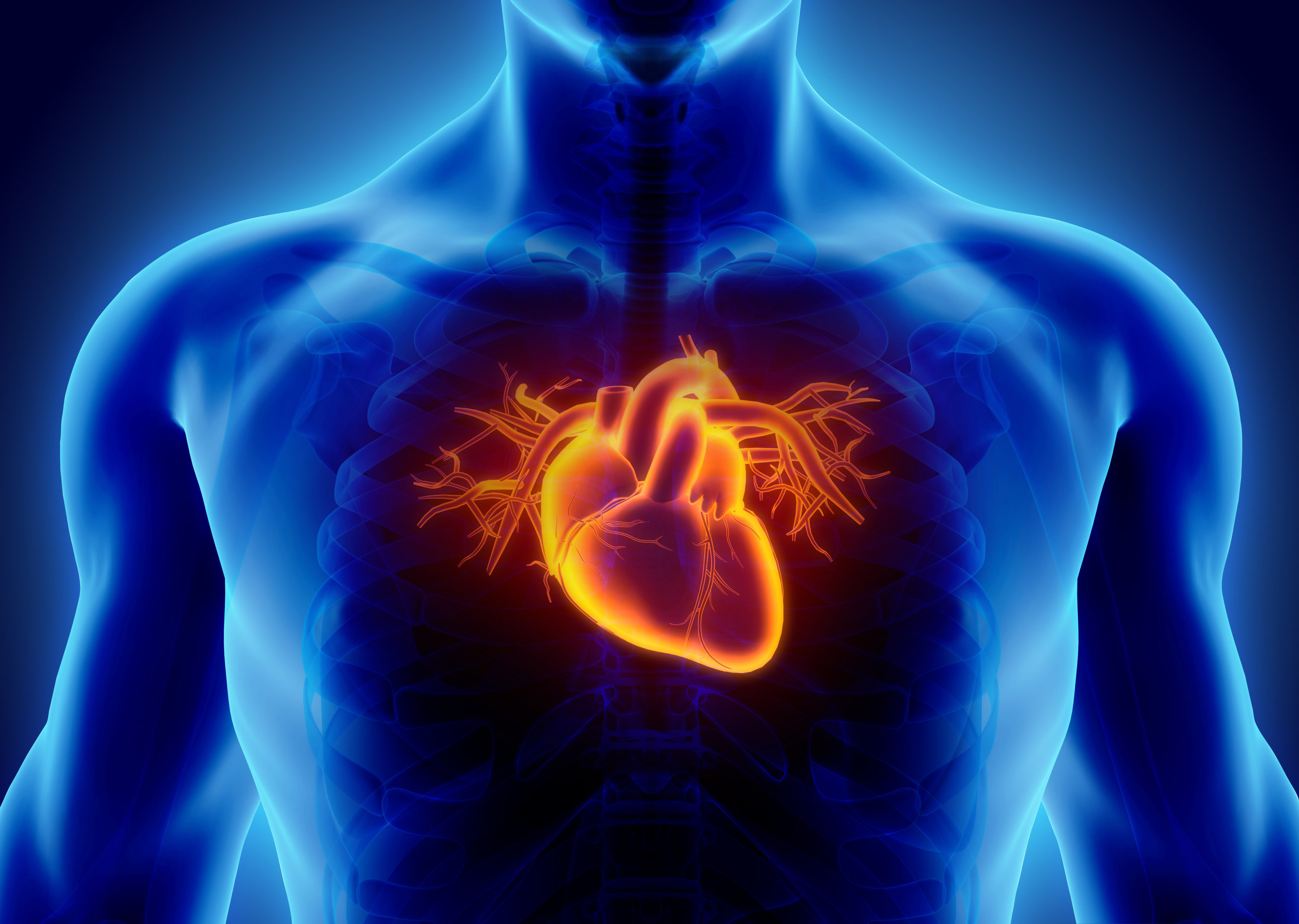 Врач сосудистой системы. Сердце медицина. Сердечно сосудистая патология. Сердечно сосудистая система.