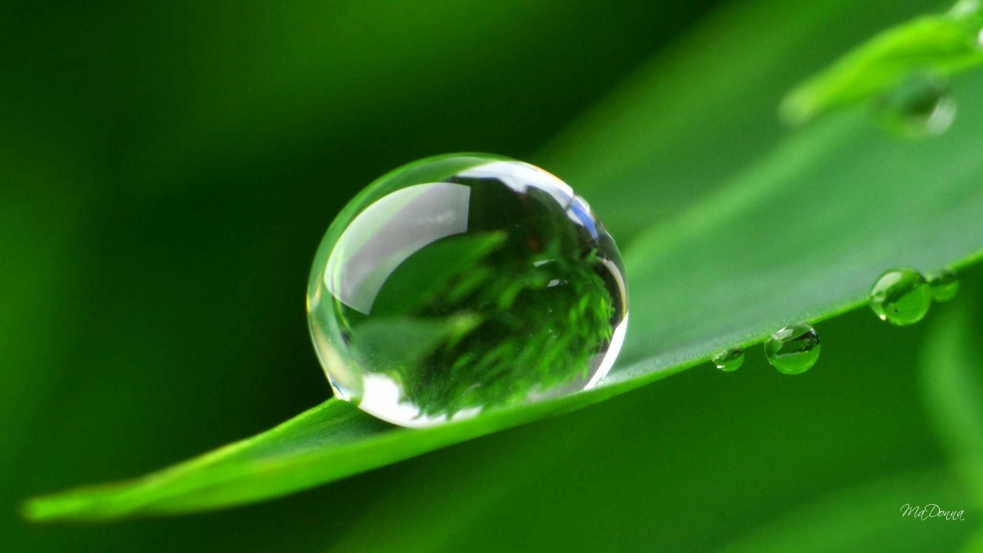 Зеленые стекла слова. Капли воды. Капля росы. Роса на траве. Зеленый лист с каплей воды.