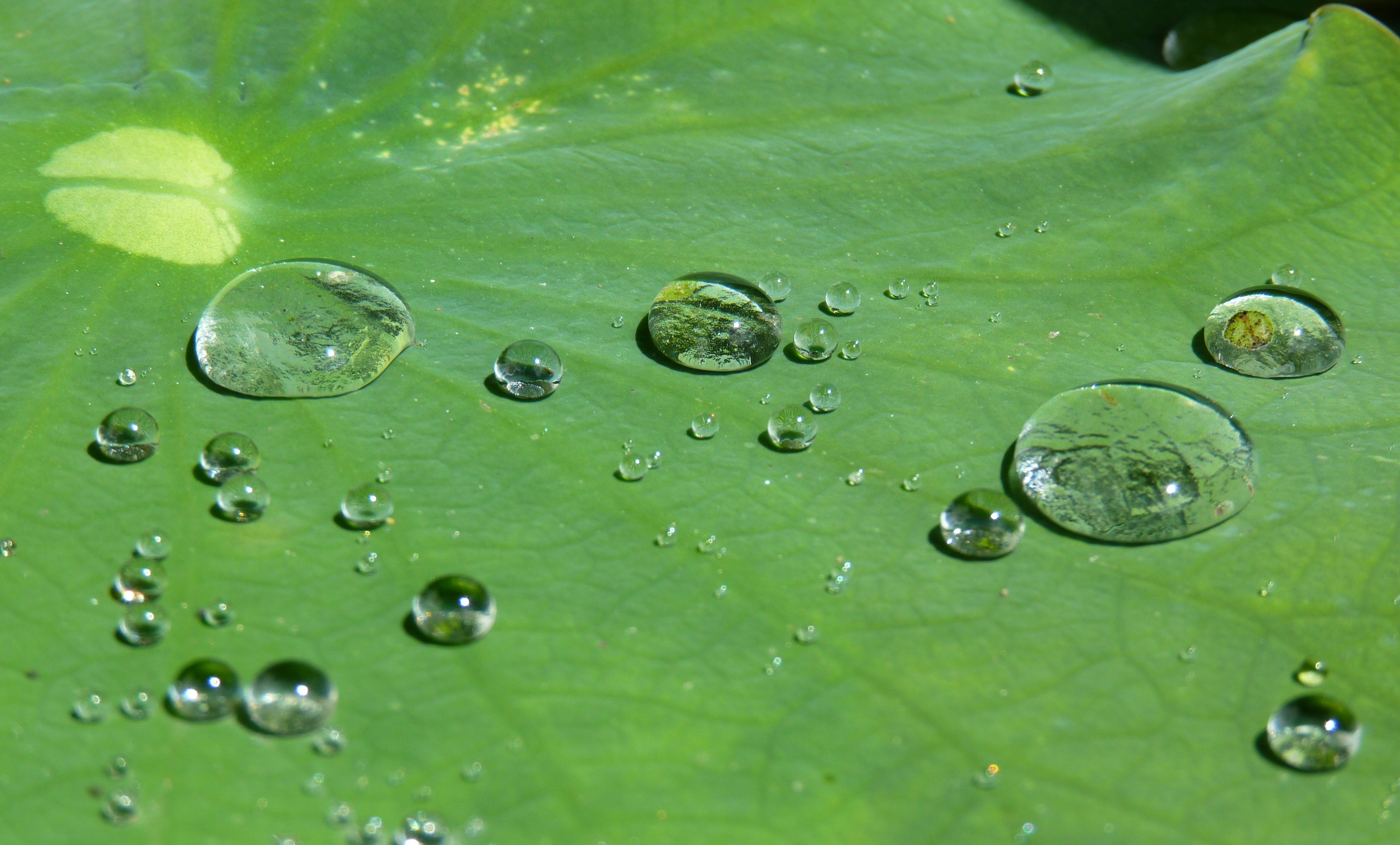 Водные растения пузырьки. Гидрофобный лист лотоса. Капли воды. Капля на поверхности.