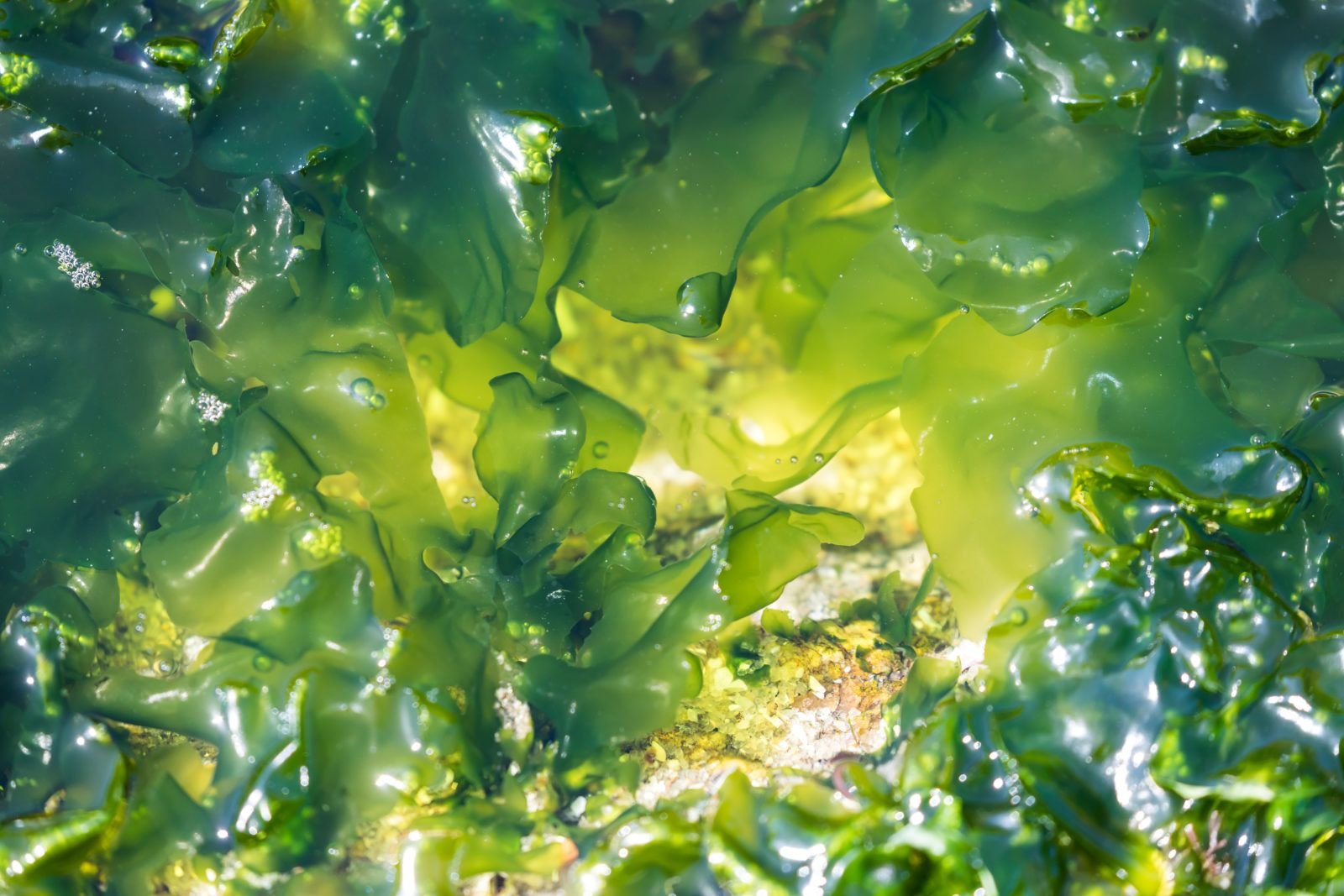 Водоросли - Seaweed