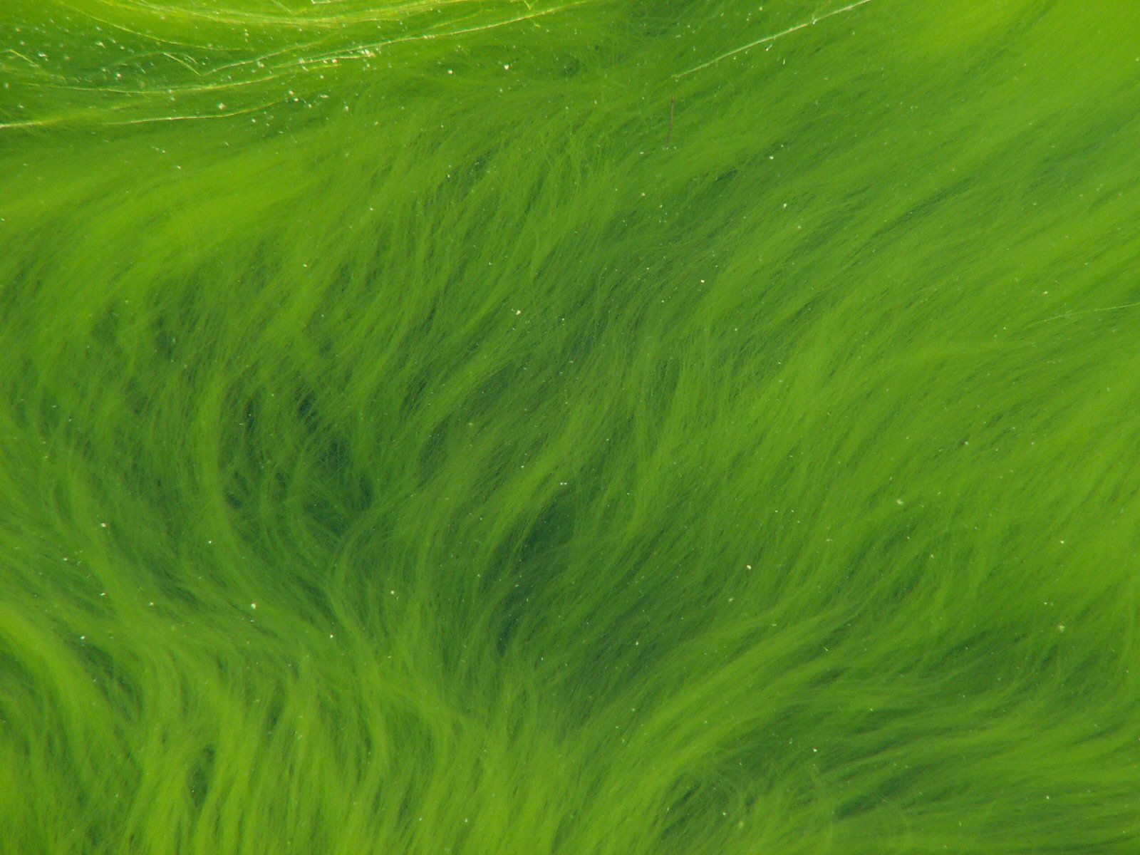 Зеленый пенистый. Зелёные водоросли. Водоросли в волосах. Водоросли текстура. Зеленая шерсть.
