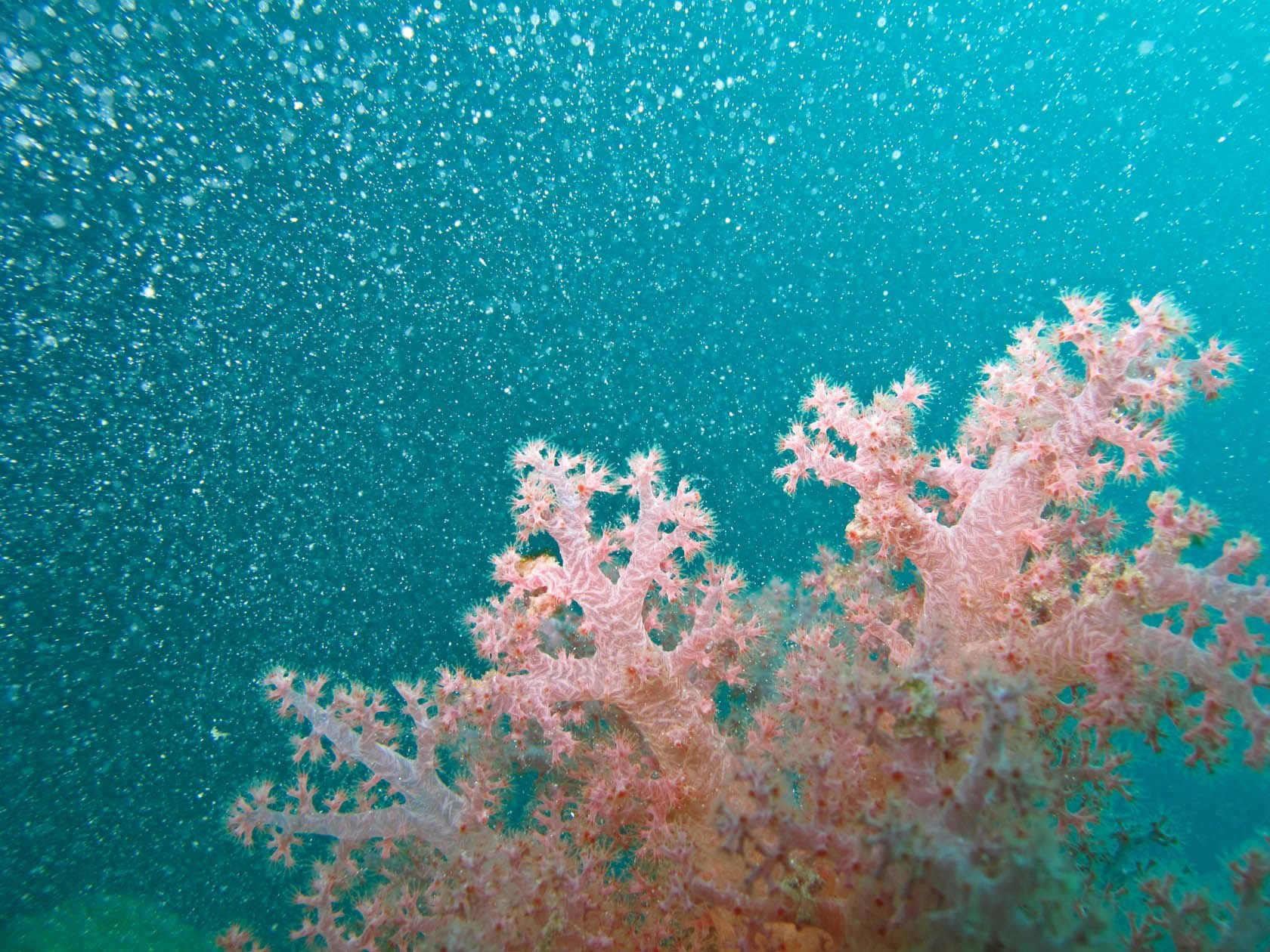 Розовый коралл
