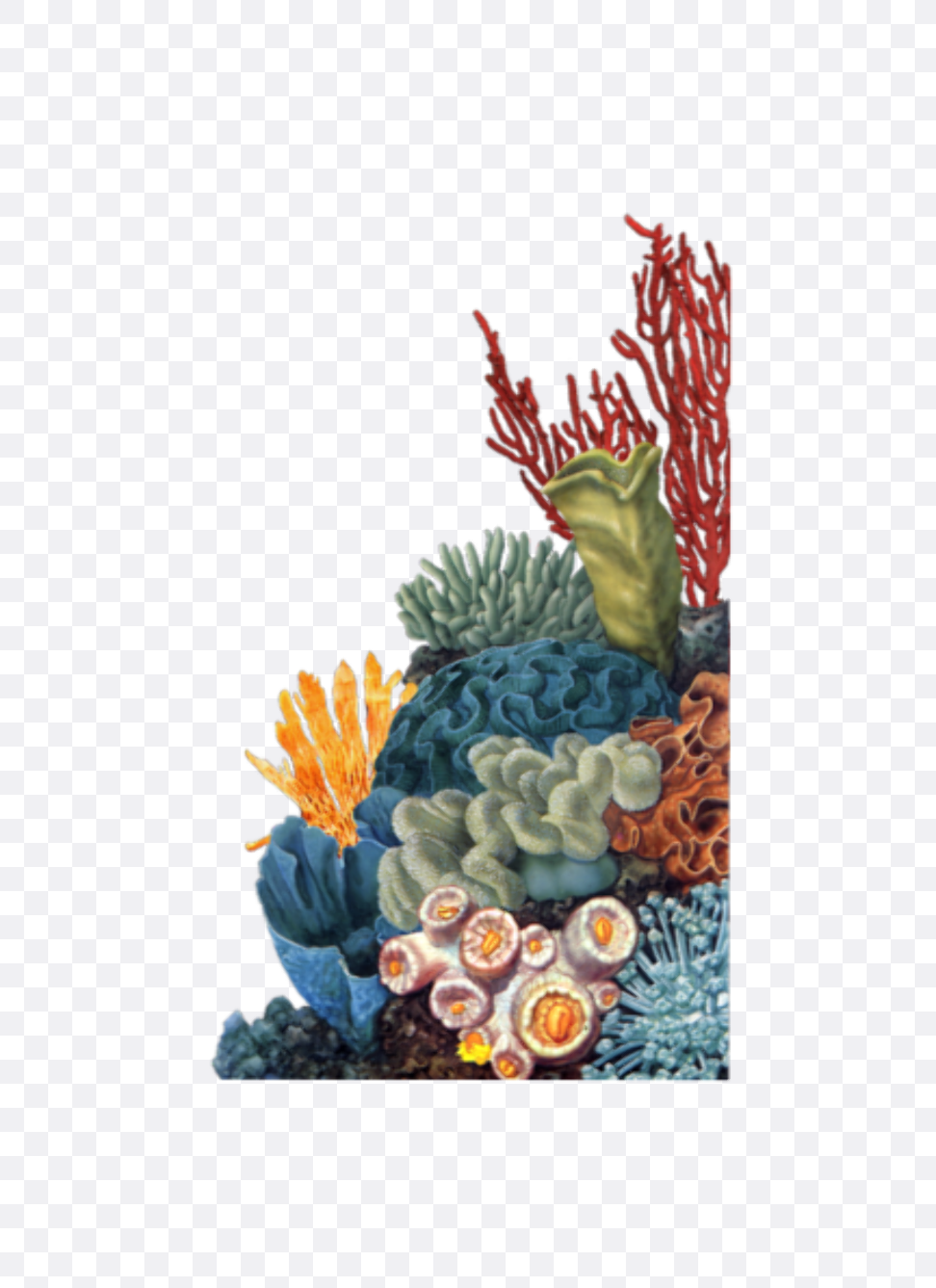 Коралловые полипы на прозрачном фоне