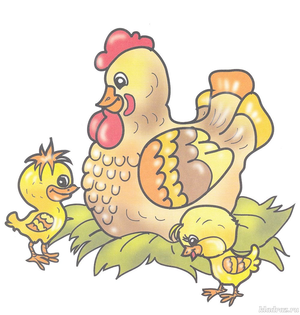Цыплята курицы для детей цветная