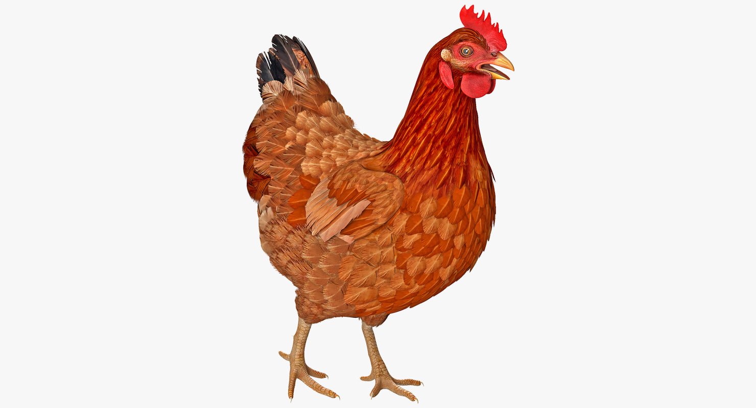 Изображение курицы