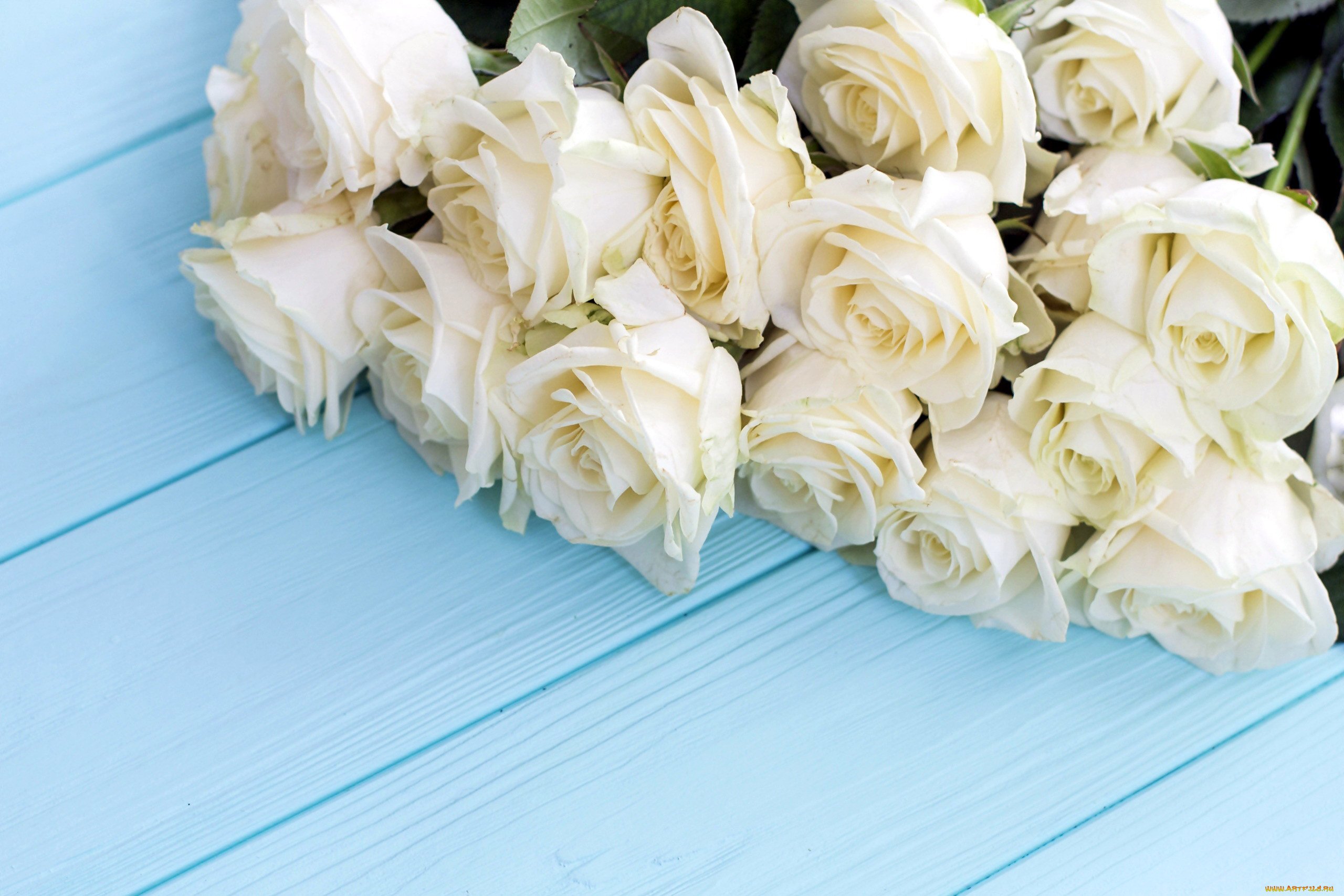 Красивые розы на белом фоне фото