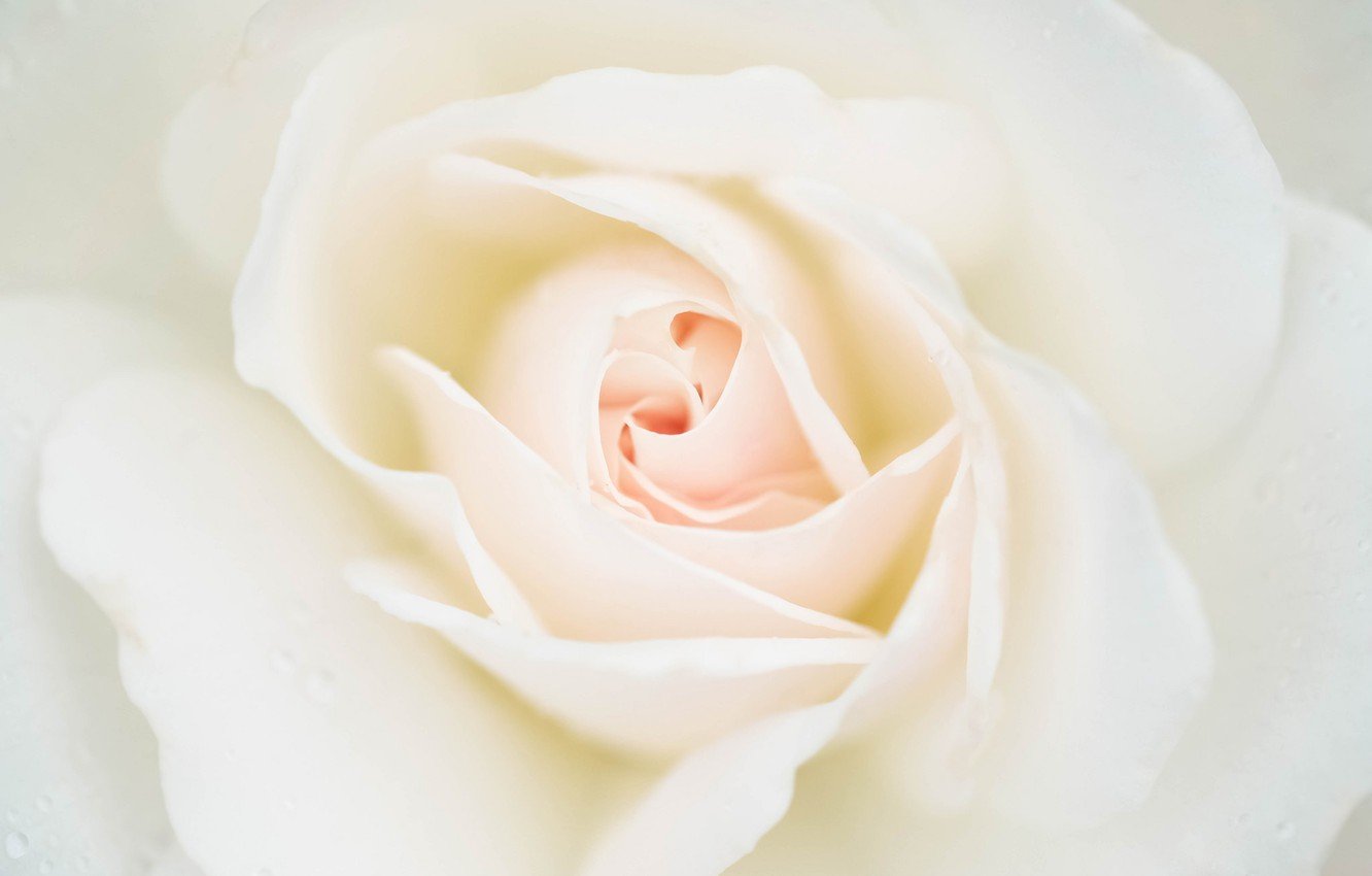 Белые Розы Фон