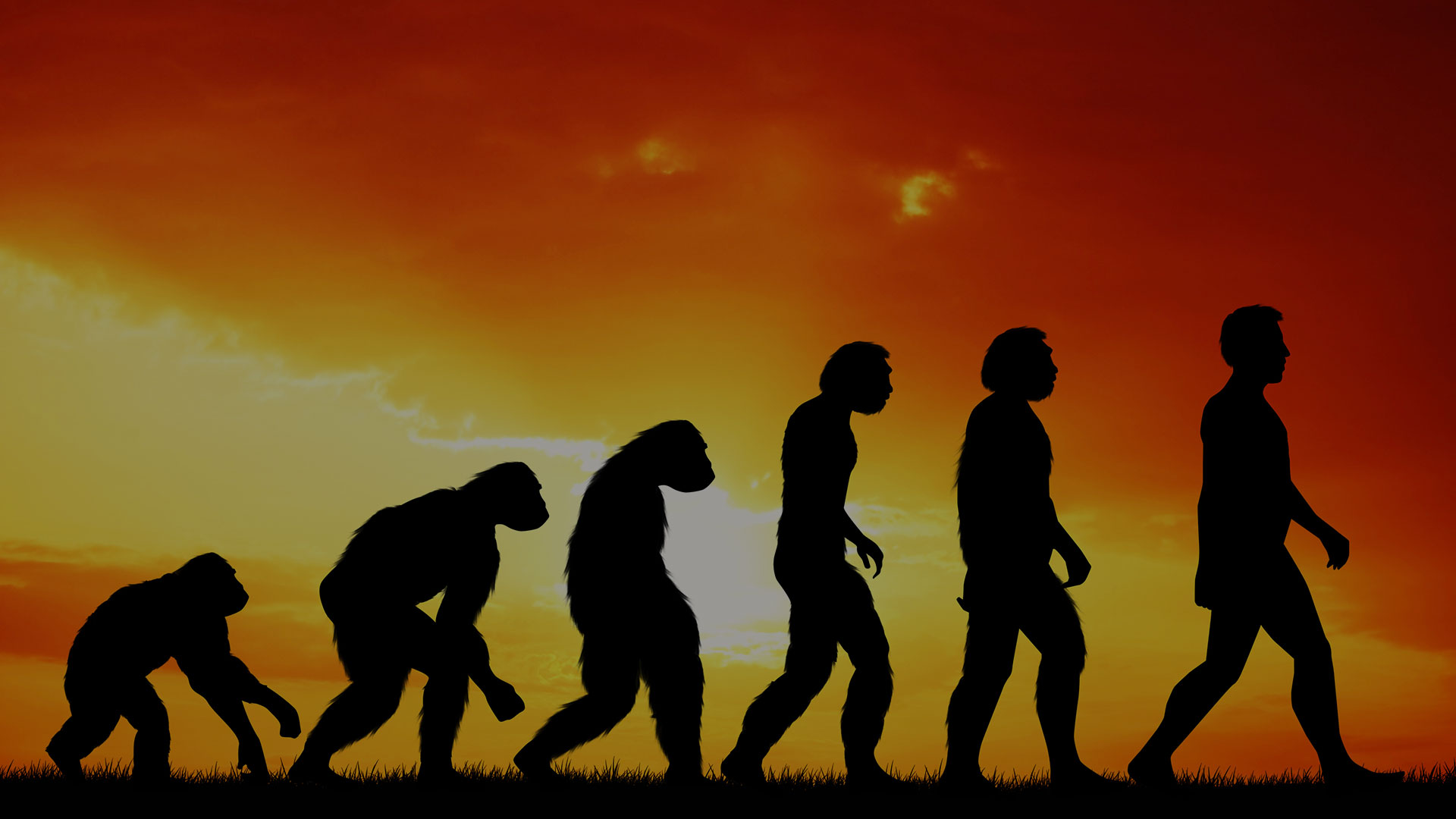 Культура эволюции человека. Эволюция. Эволюция человека. Эволюция человека Дарвина. Теория Дарвина фон.
