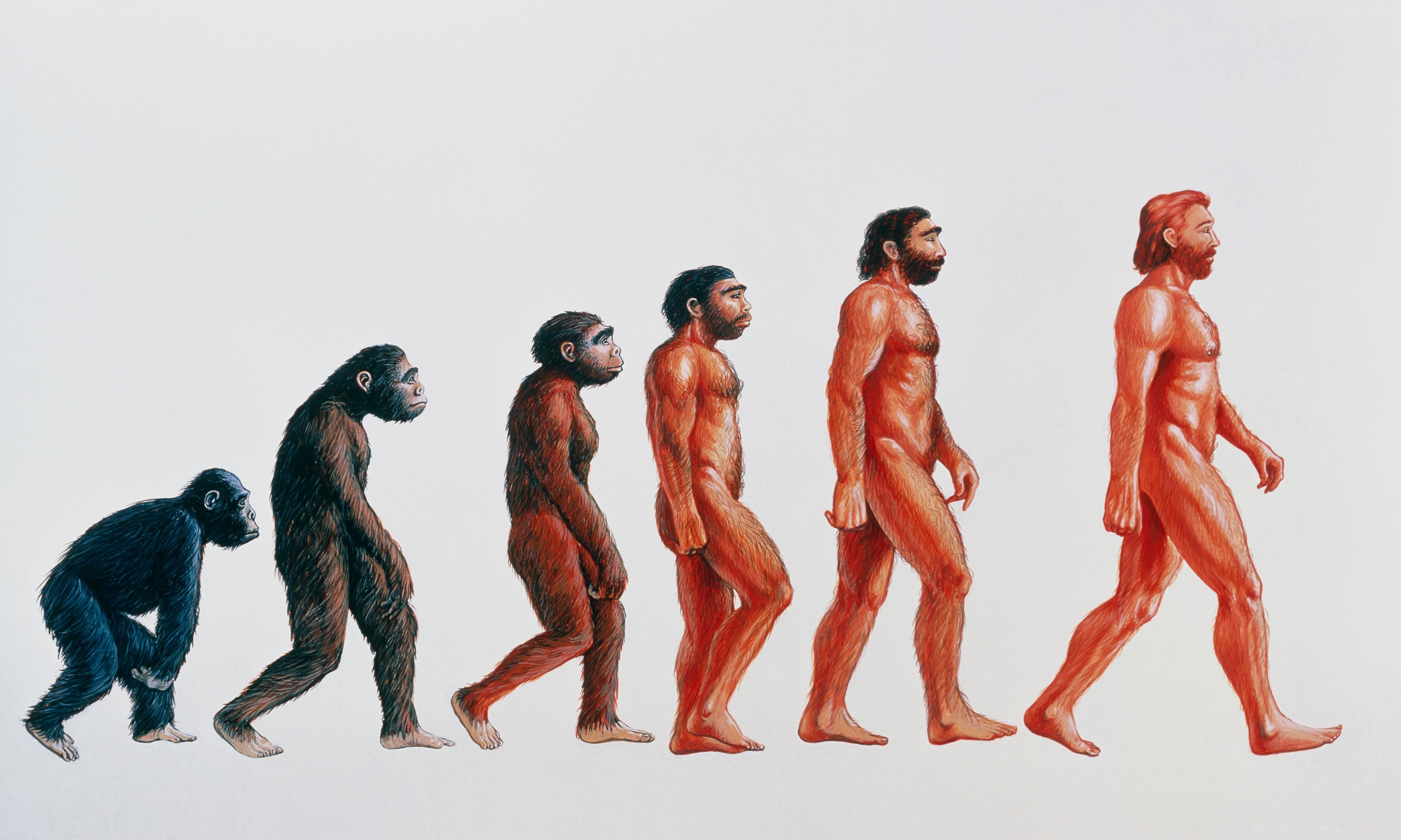 Human Evolution Эволюция человека
