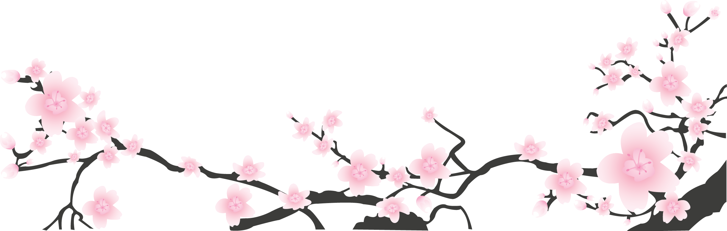 Сакура цензура. Ветка Сакуры. Ветка Сакуры на белом фоне. Японские цветы без фона. Белый фон в японском стиле.