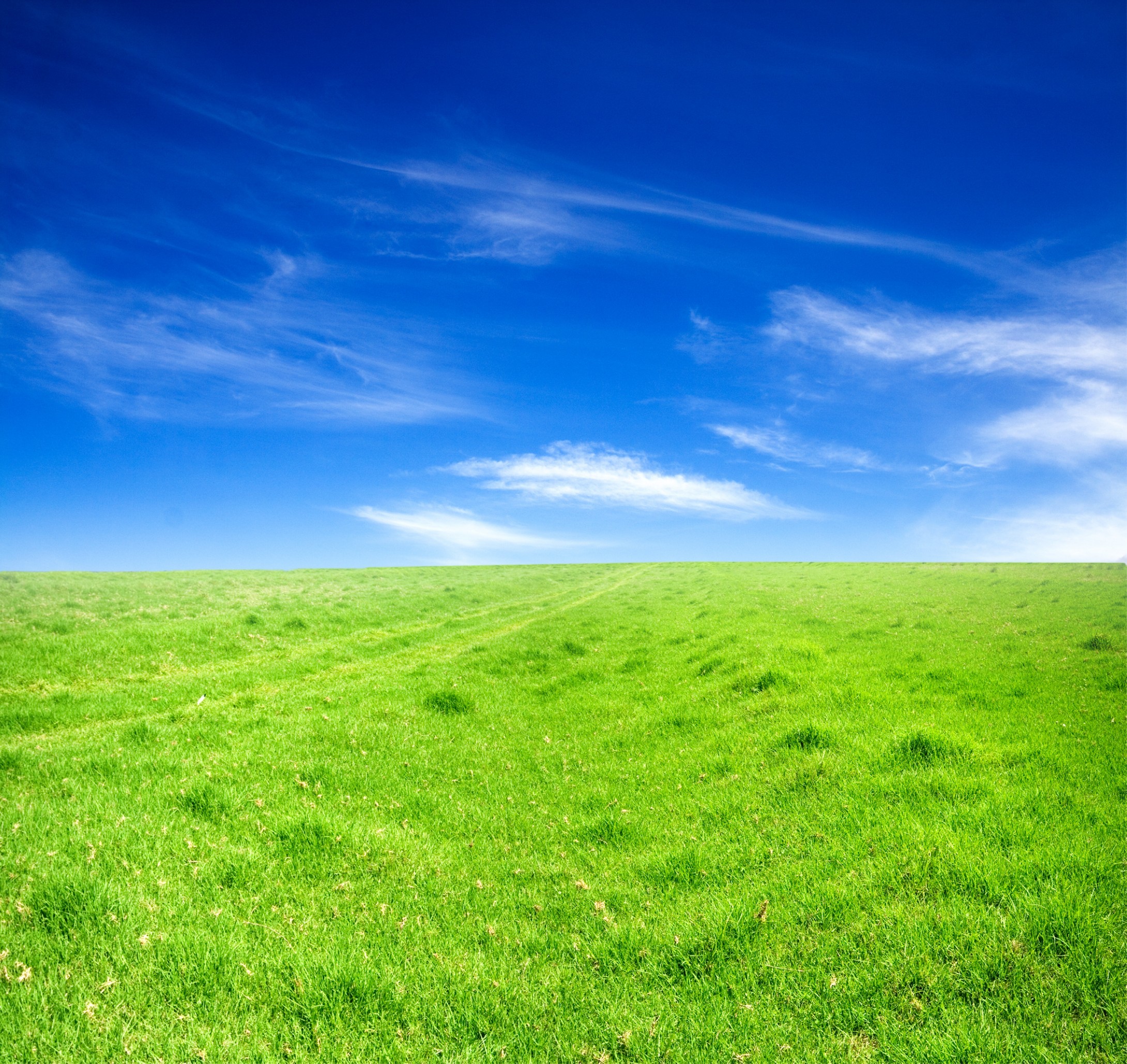 газон и небо фото