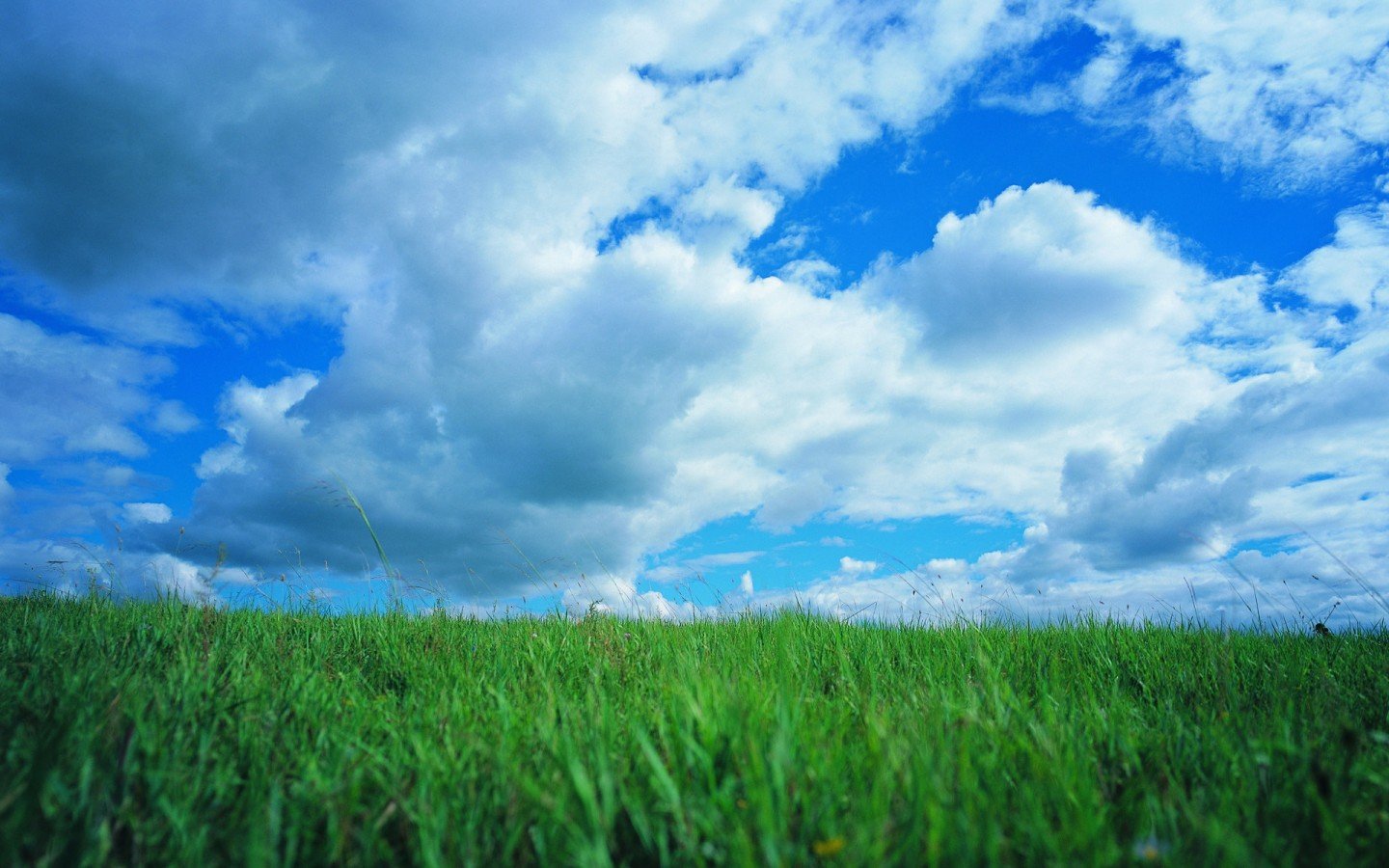 Синее небо зеленая трава