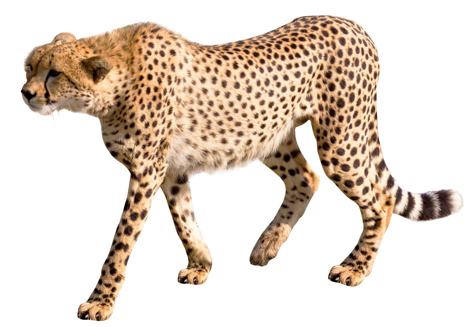 Картинки пнг без фона для фотошопа. Гепард леопард Ягуар. Животные на прозрачном фоне. Животные без фона. Гепард на белом фоне.
