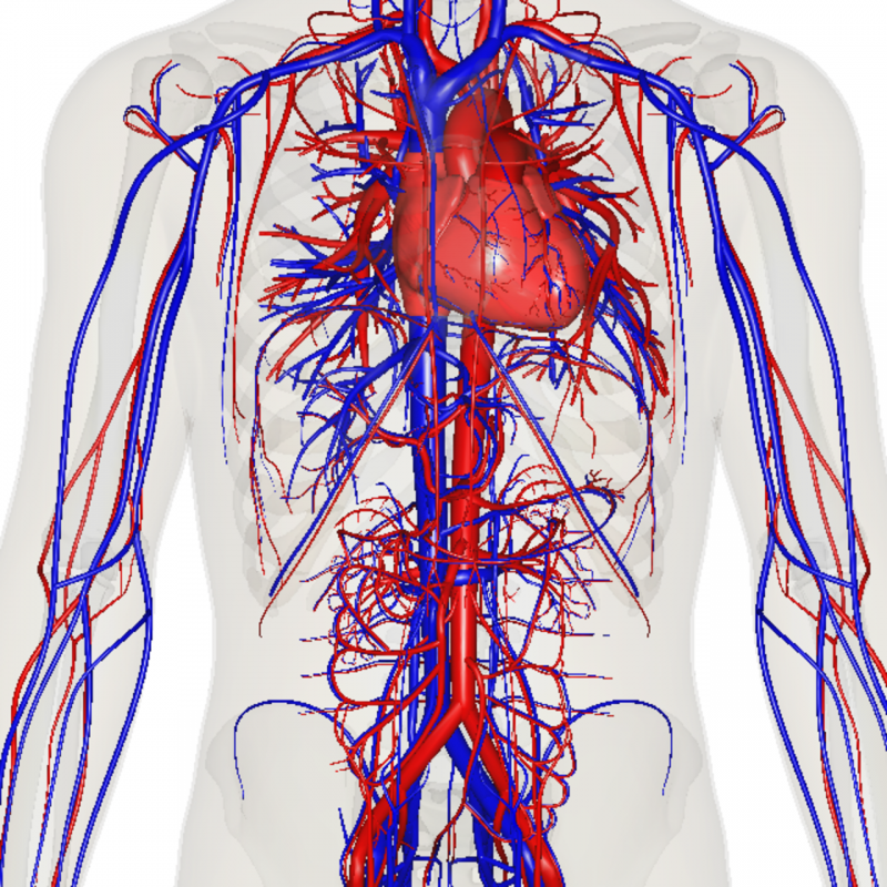 Кровеносные сосуды человека. Сосудистая система человека анатомия венозная. Кровеносные сосуды артерии вены. Система кровообращения человека сердце и кровеносные сосуды.
