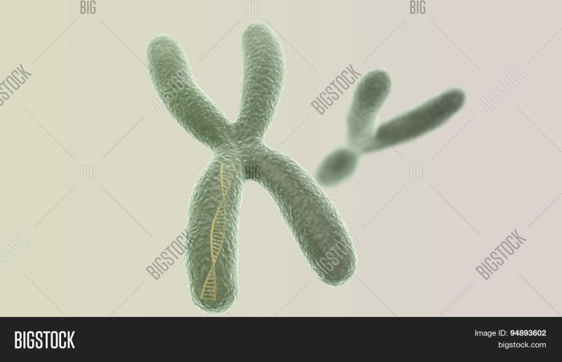 Хромосомы фон для презентации (164 фото)