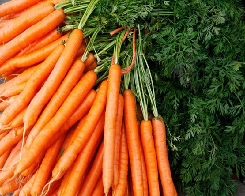 Фон для презентации морковь (192 фото)
