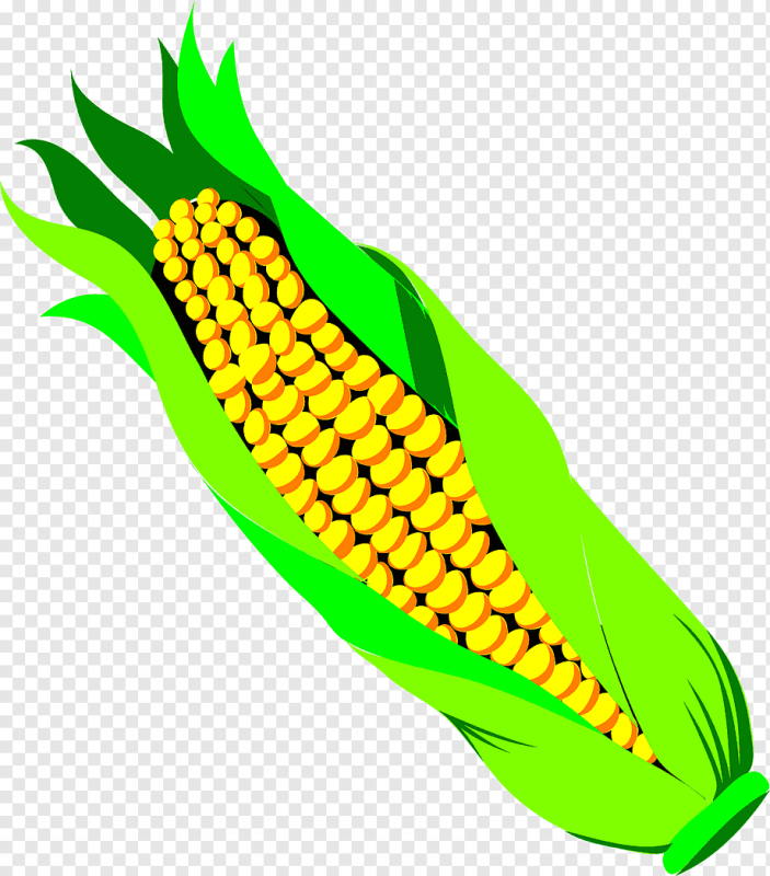 Кукуруза картинки на прозрачном фоне. Вареная кукуруза вектор. Corn рисунок. Кукуруза Графика. Семя кукурузы рисунок.