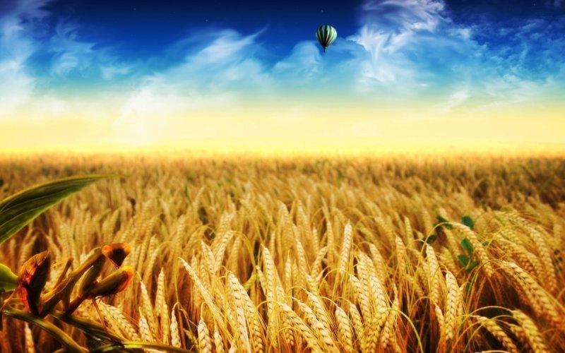 Фон для презентации колосья пшеницы (183 фото)