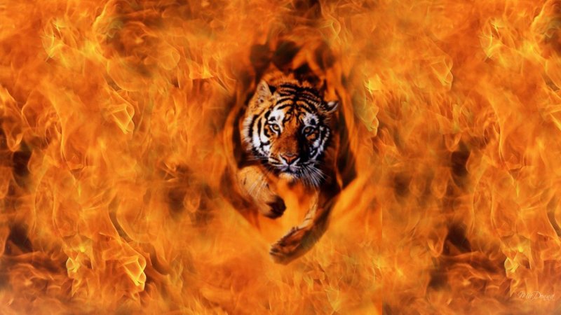 Тигровый фон для презентации (107 фото)