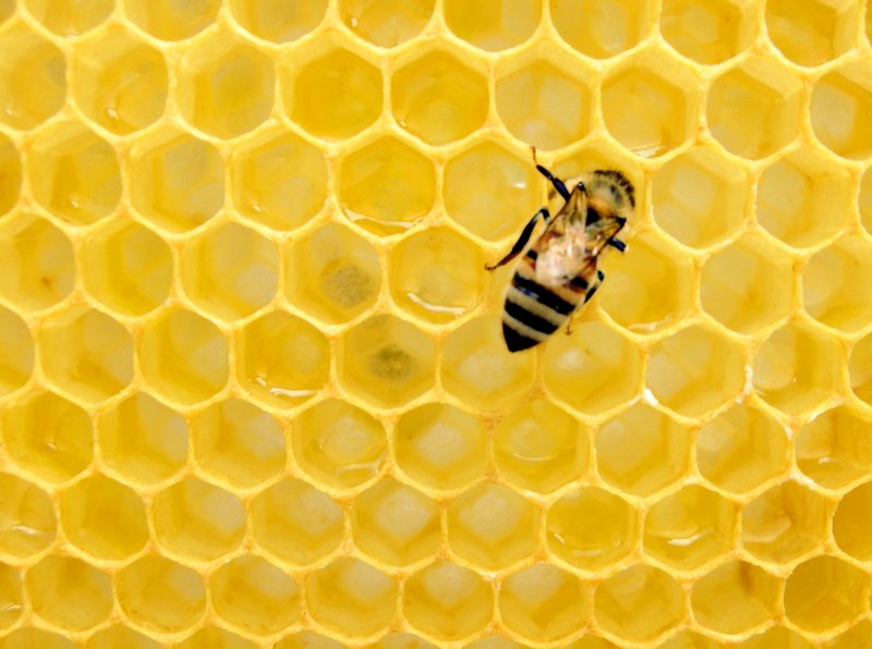 Фон для презентации пчелы и соты (84 фото)