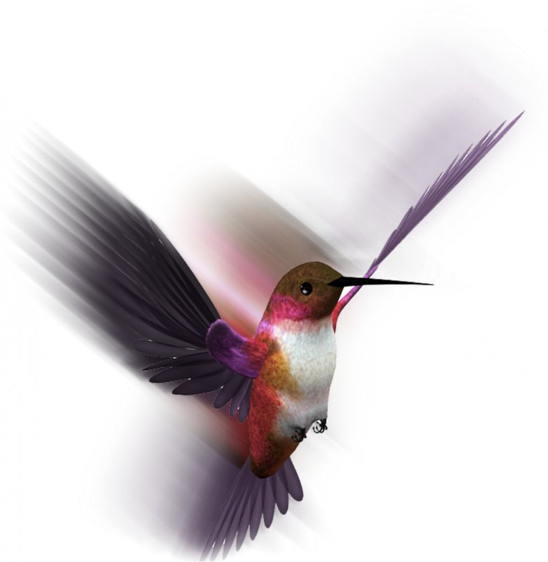Картинка колибри на белом фоне