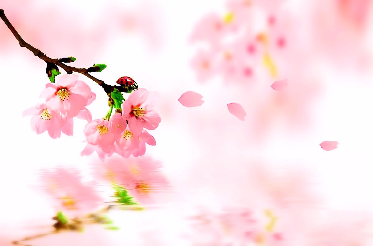 Весна лепестки Сакуры