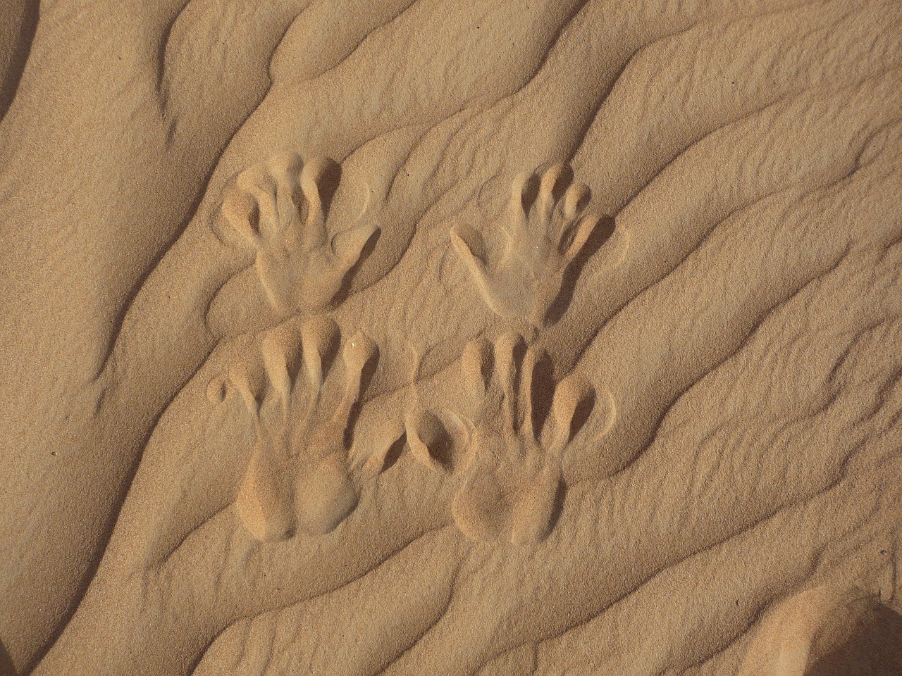 Отпечаток на песке