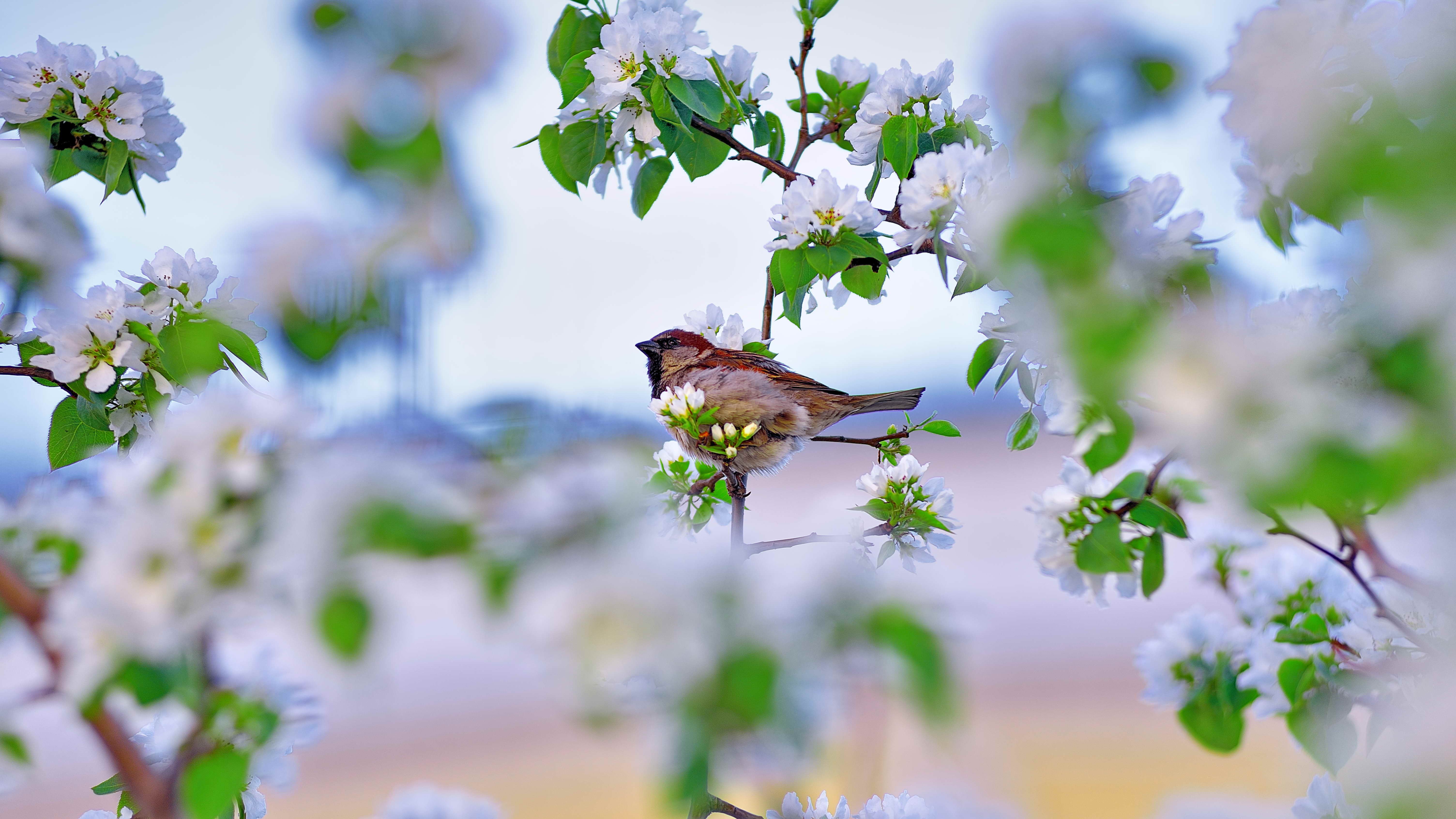 В душе пели птицы. Природа весной.