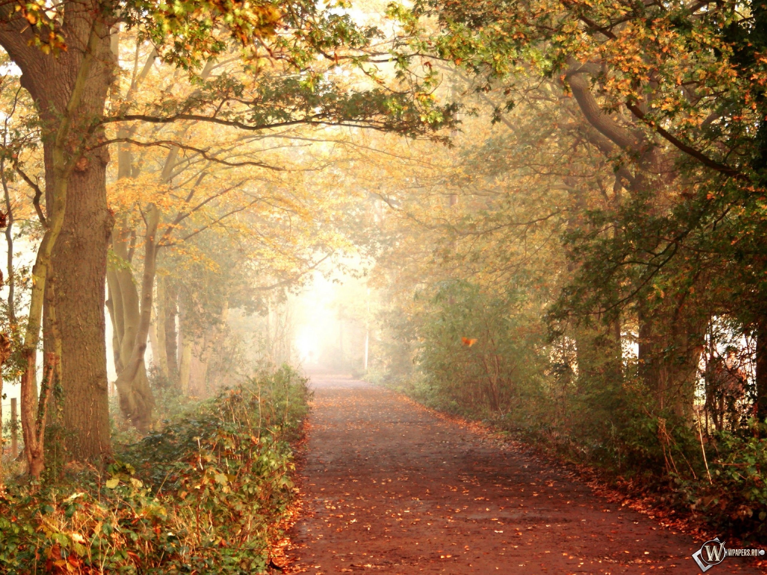 Слайд парк. Осень парк аллея. Осень дорога в парке. Осенняя тропинка. Пейзаж в перспективе.