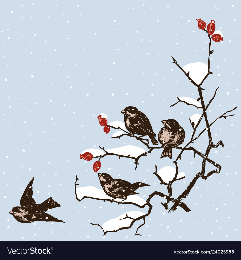 Зимние птицы на ветке вектор