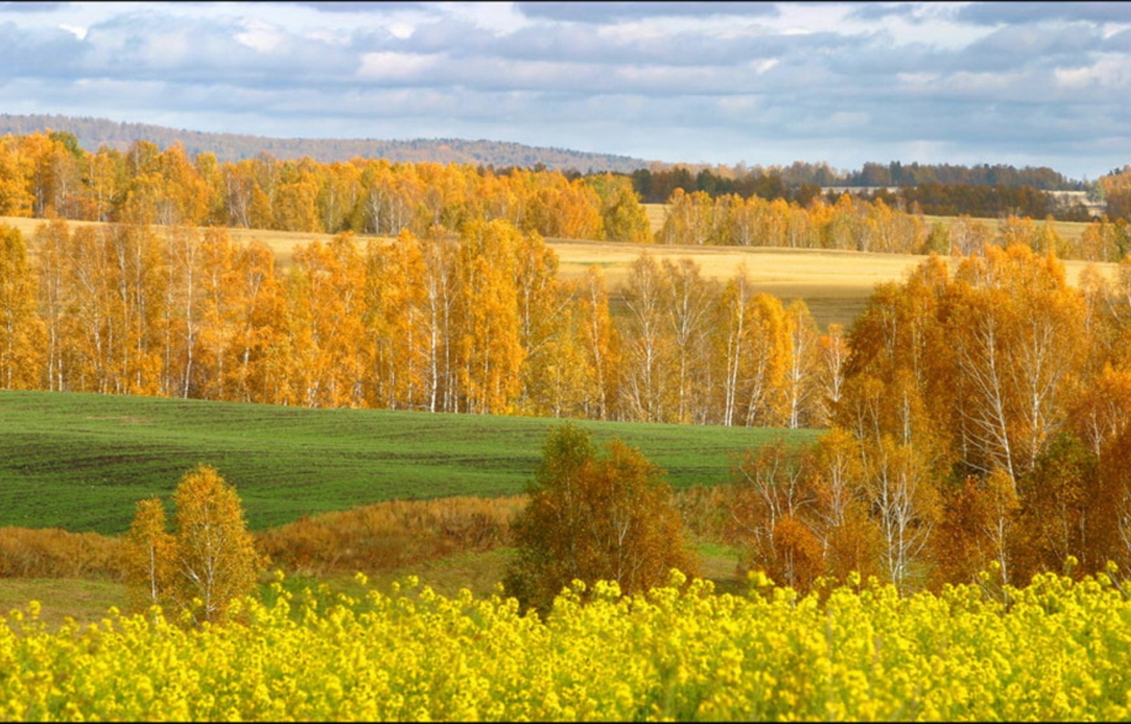 Осень Сибирь поле