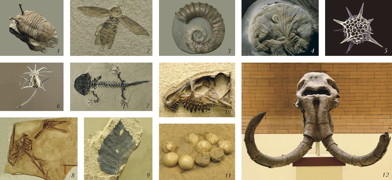 Какие породы образуются из останков живых. Окаменелости ордовика. Ископаемые окаменелости Ордовик. Палеонтология(наука изучающая ископаемые останки).