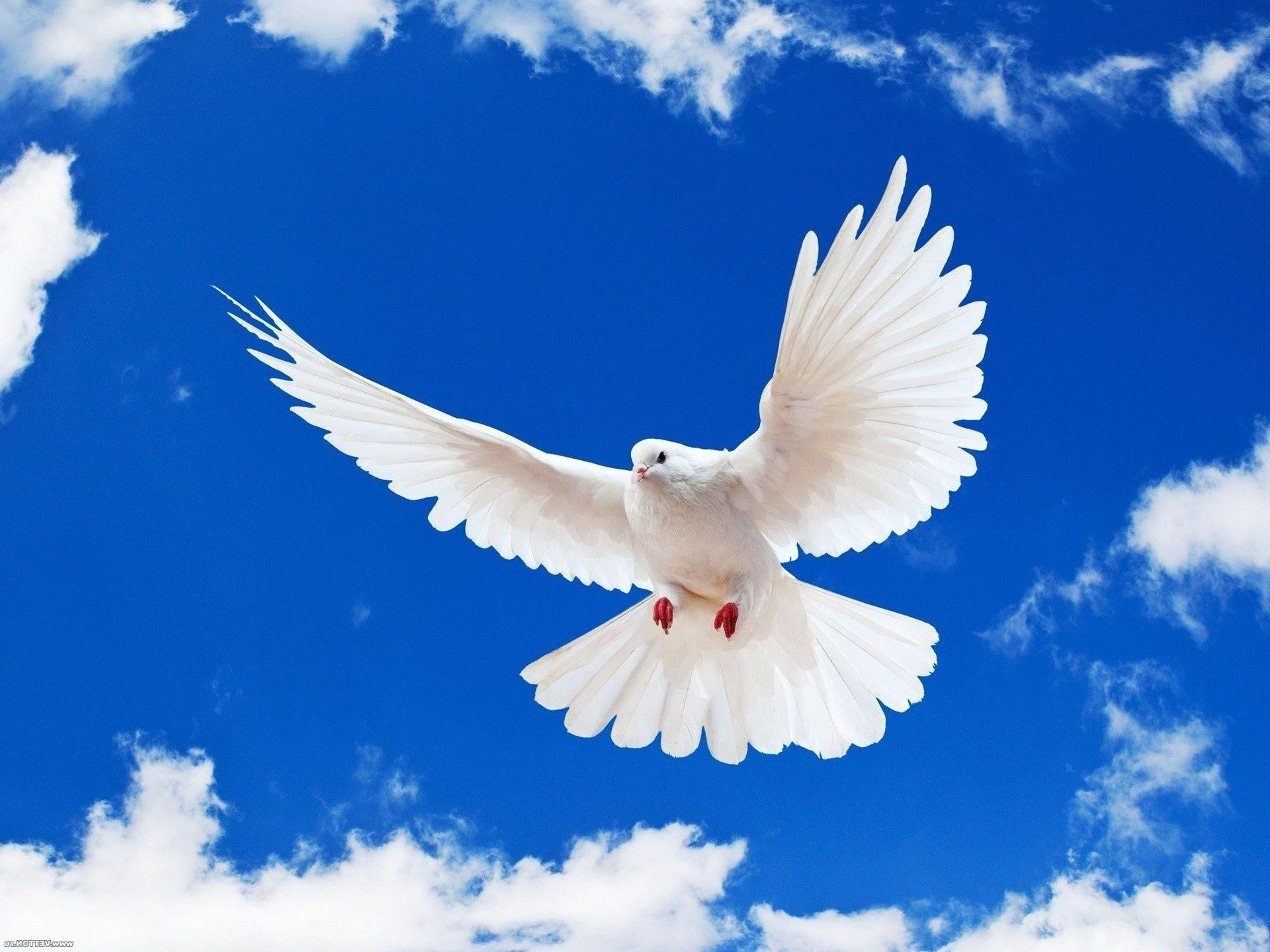 Гифки голуби в небе