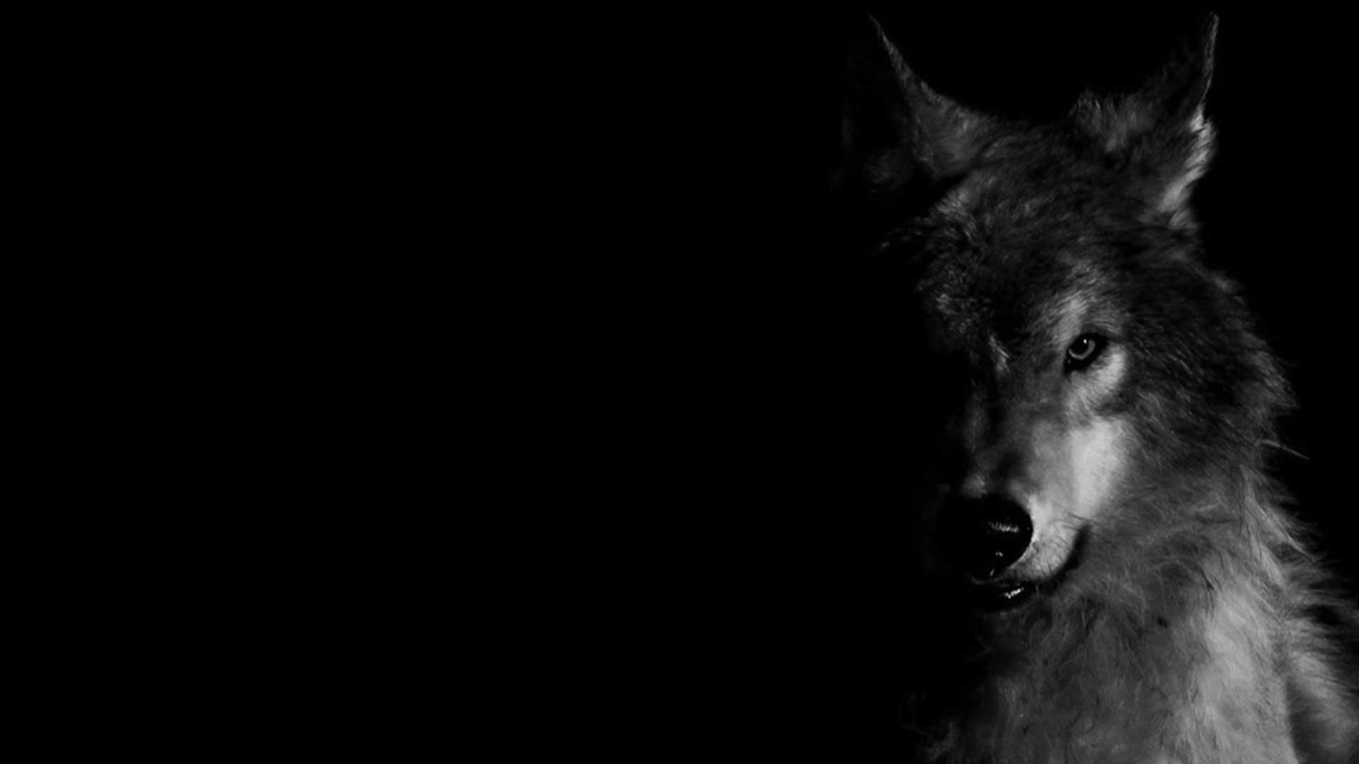 Картинки волк на черном фоне