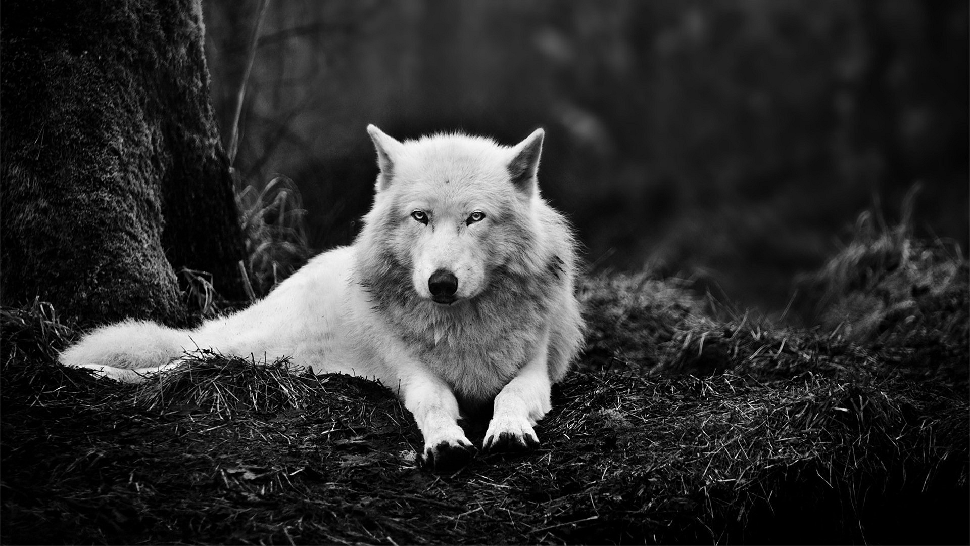 Волк на черном фоне фото