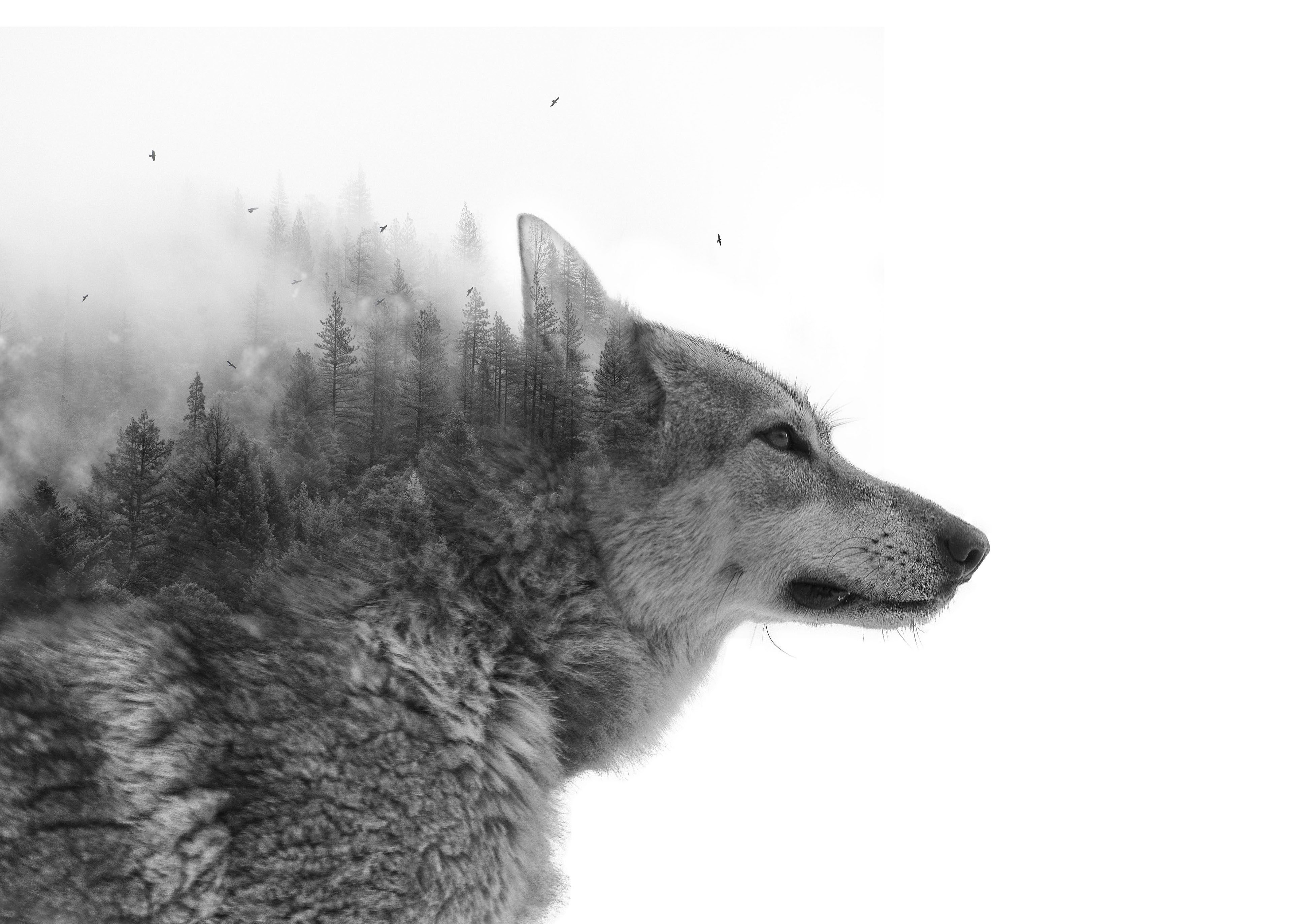 Wolf stress. Волк. Морда волка в профиль. Морда волка в тумане. Волк в лесу.