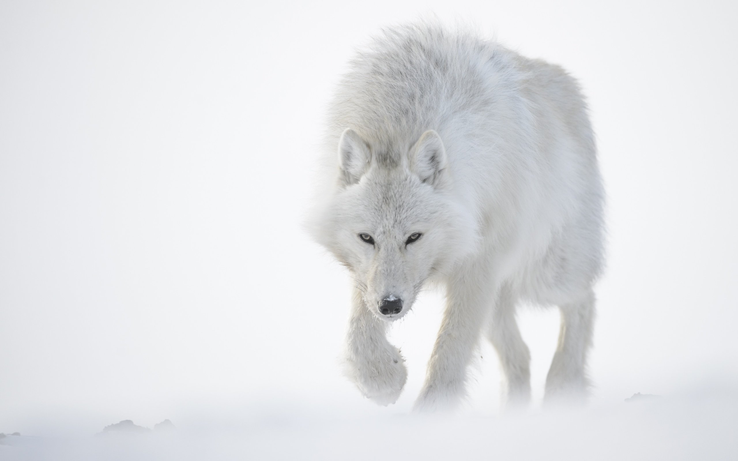 Полярный волк в Арктике