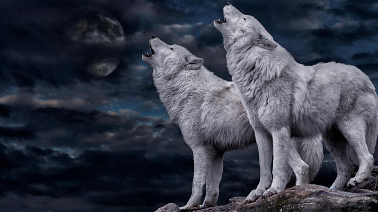 Два волки фон