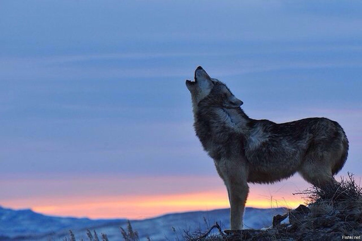 волк в горах фото