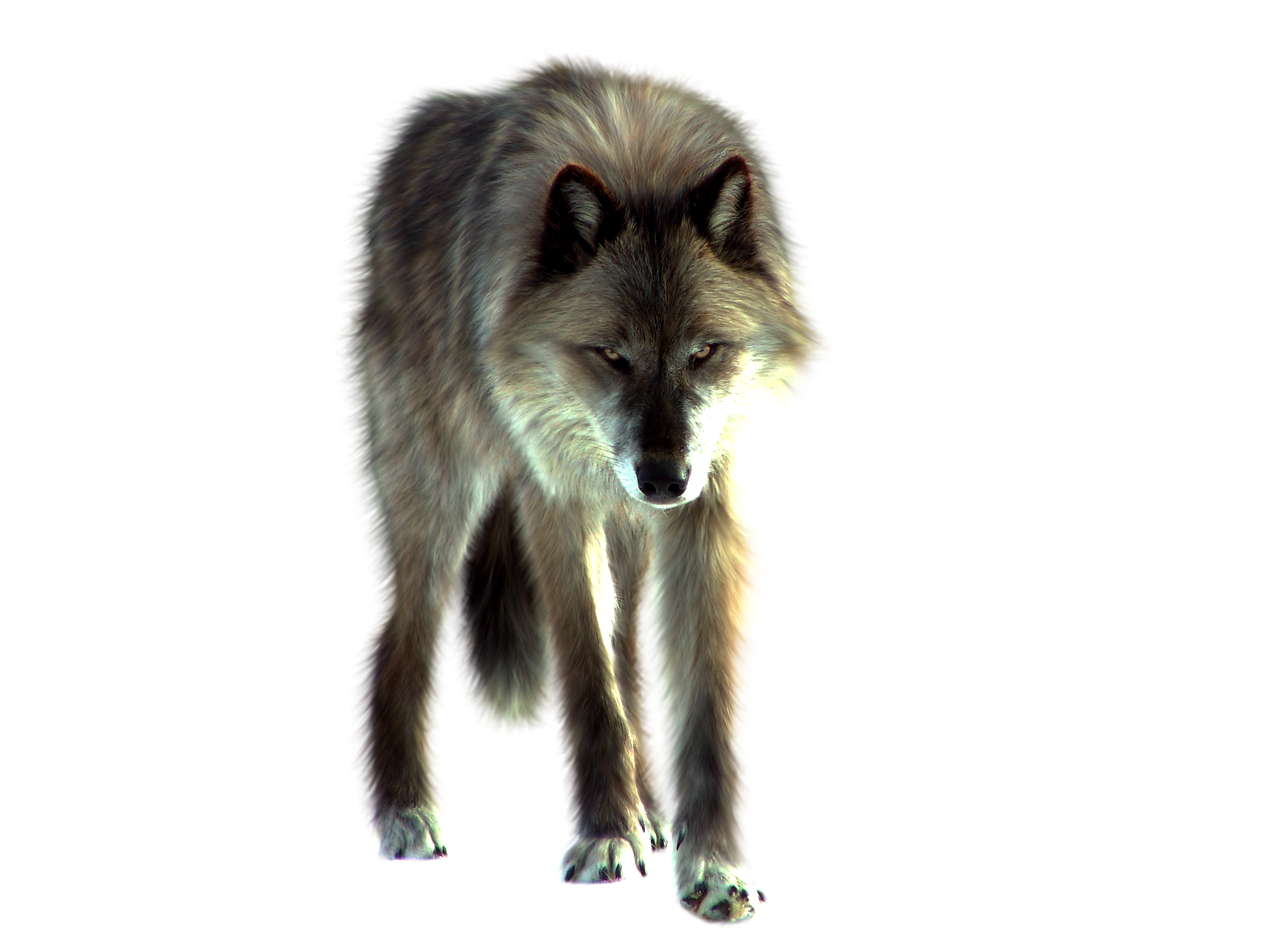 Картинка волк на прозрачном фоне. Волк на белом фоне. Волк для фотошопа. Волк без фона. Волк на прозрачном фоне для фотошопа.