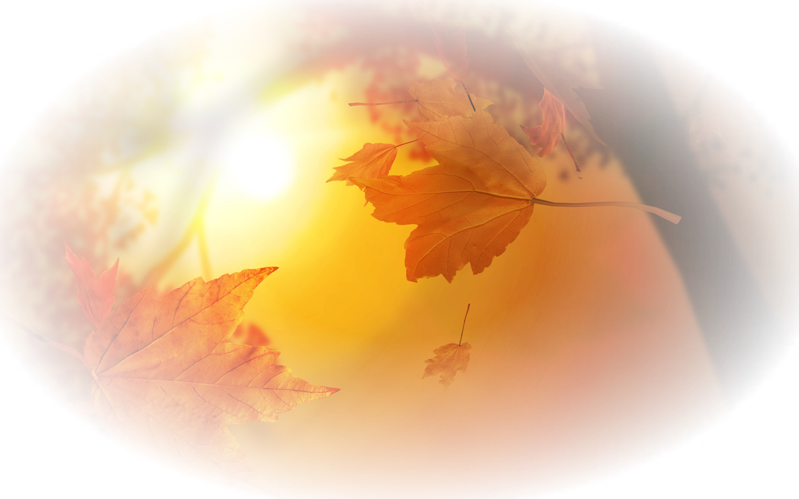 Осень на прозрачном фоне. Осенний фон. Фон осень на прозрачном фоне. Прозрачная осень