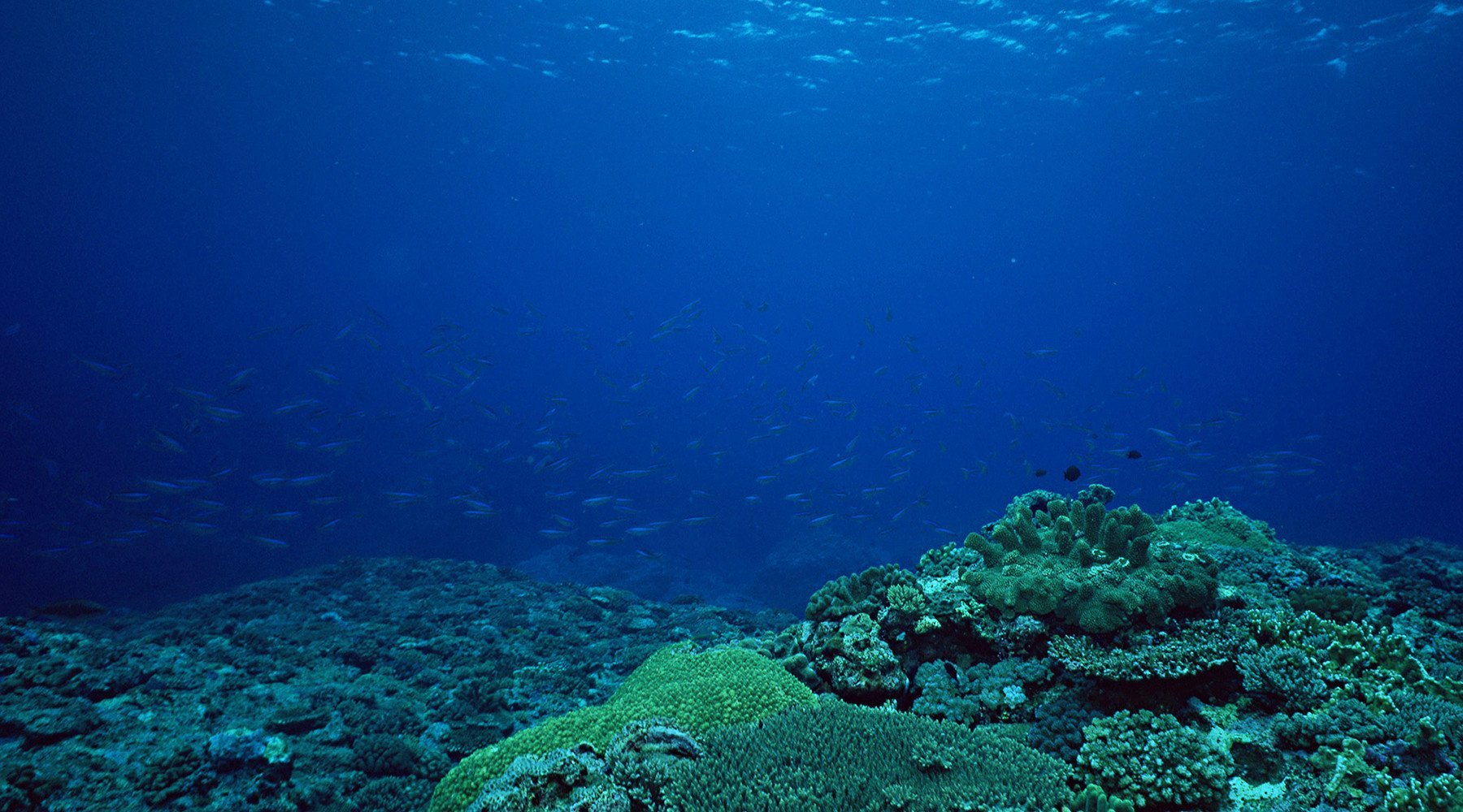 Мир морских глубин. Дно океана. Море под водой. Морское дно. Море глубина.