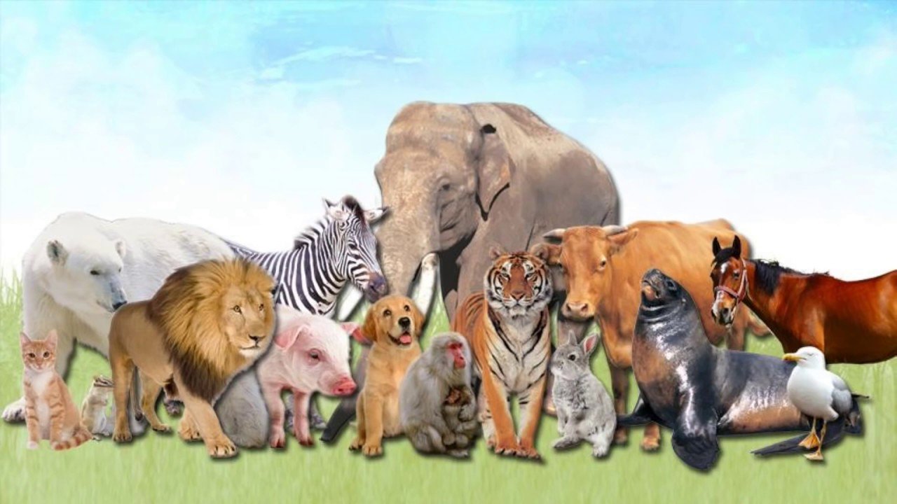 картинки окружающий мир животные