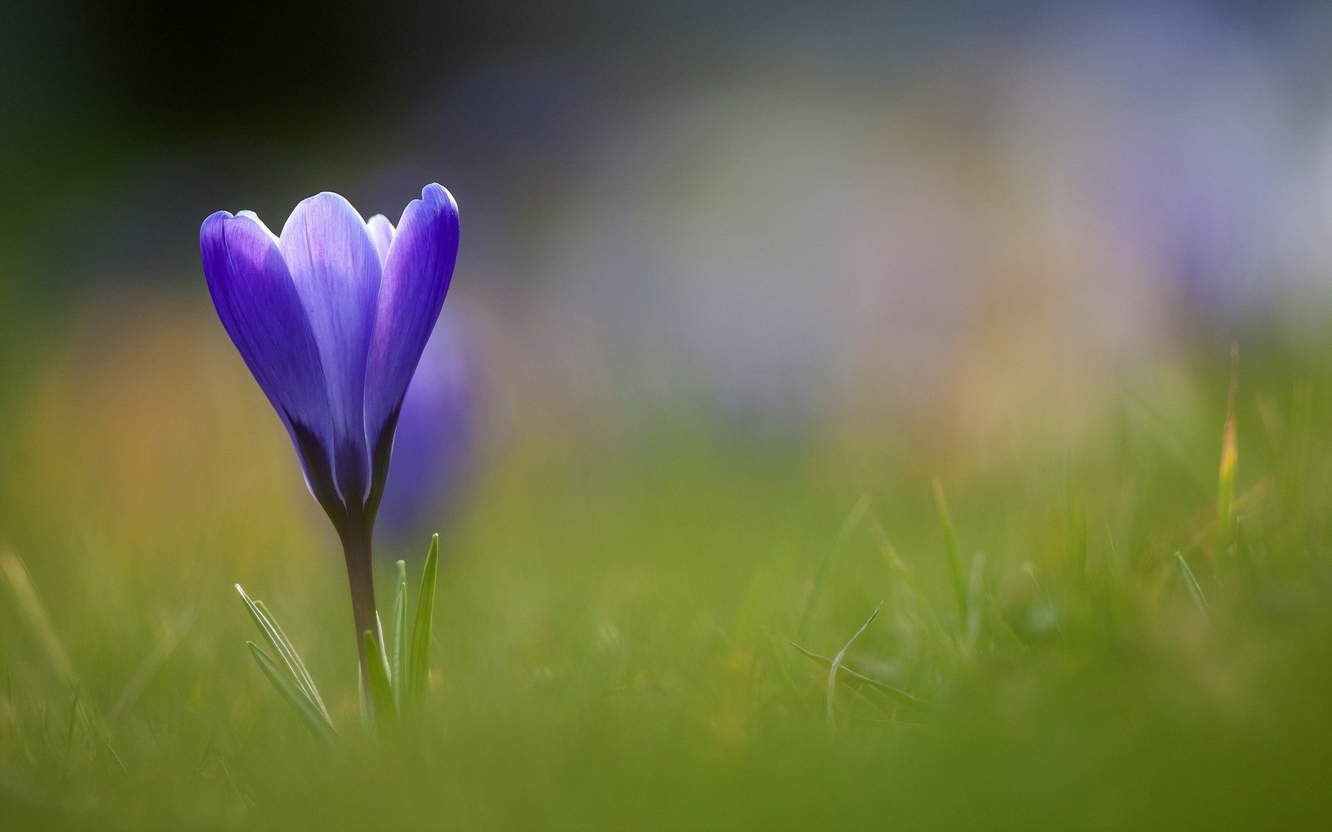 Первоцветы обои. Цветы Крокус полевой. Крокус синий цветок. Крокус весенний фиолетовый. Синие весенние цветы.