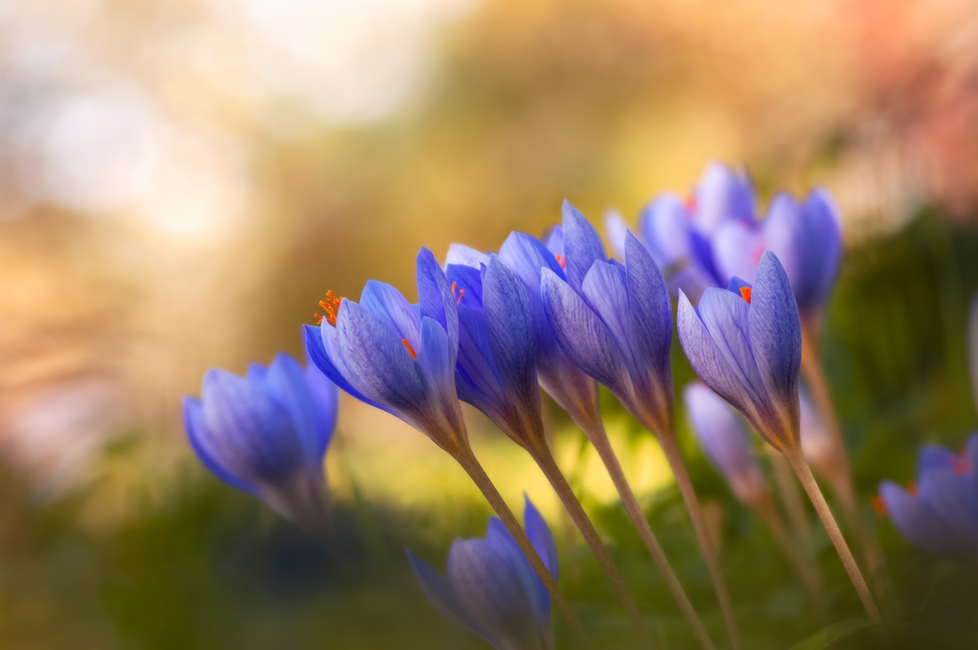 Крокус цветок голубой