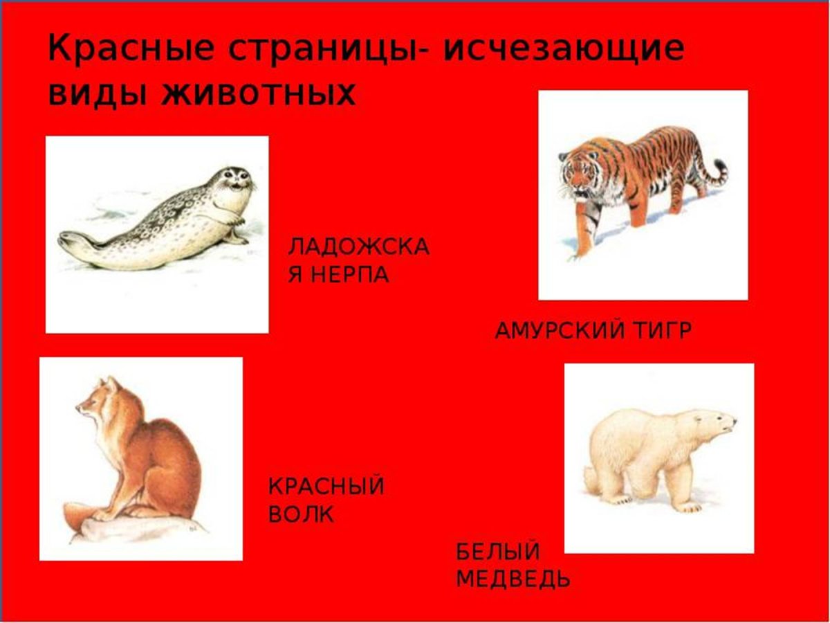 Красная книга России красные страницы животные