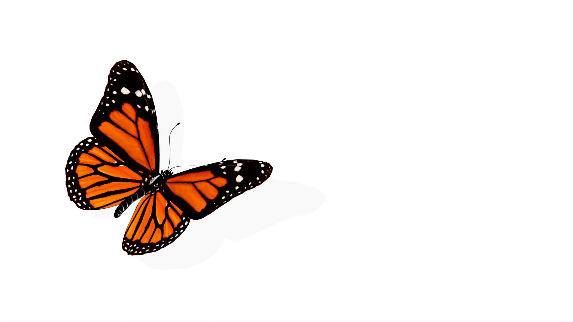 картинки бабочки красивые анимация