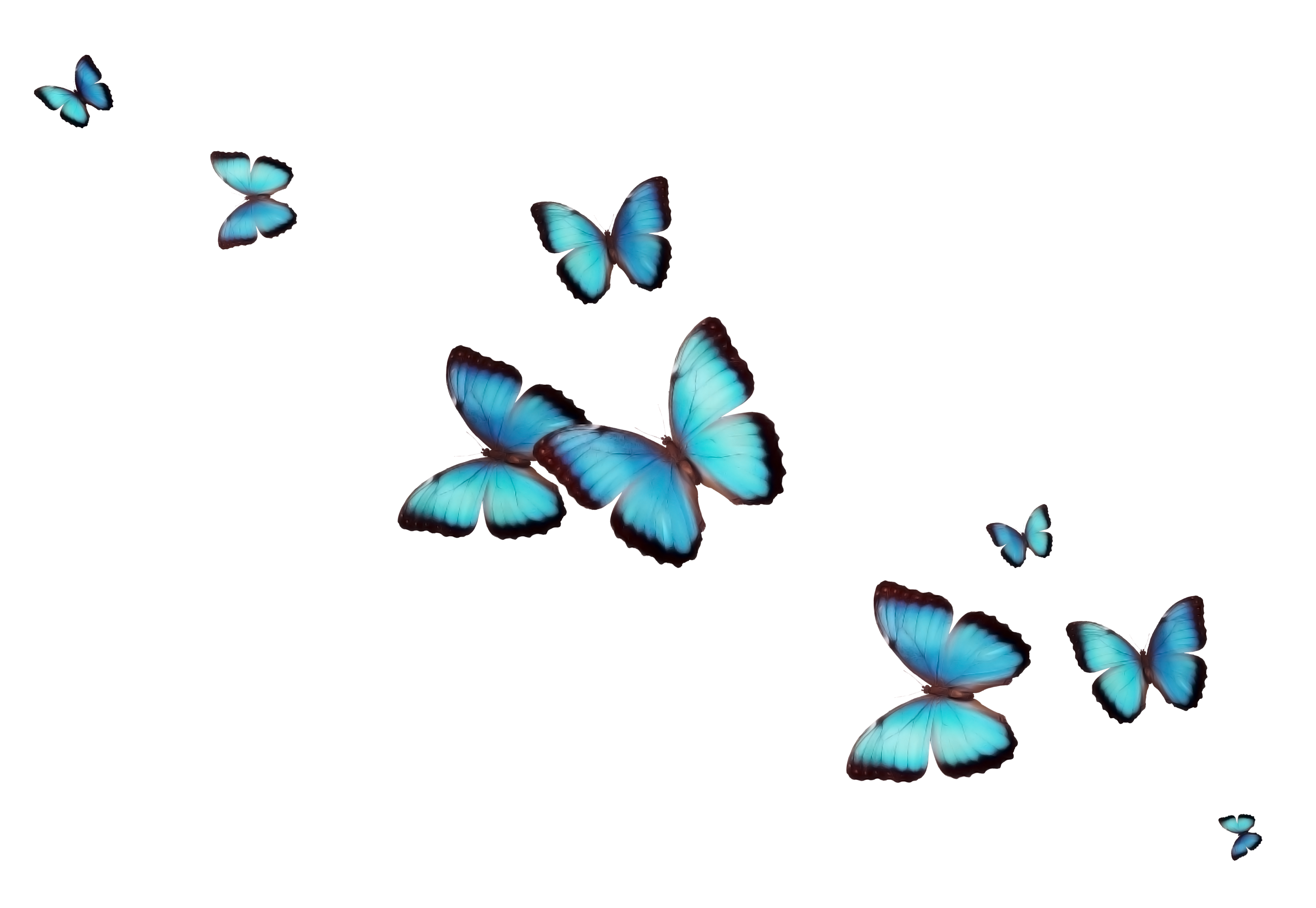 Вставки для презентации без фона. Много бабочек на прозрачном фоне. Бабочки на прозрачном фоне для фотошопа. Маленькие бабочки на прозрачном фоне. Голубая бабочка на прозрачном фоне.