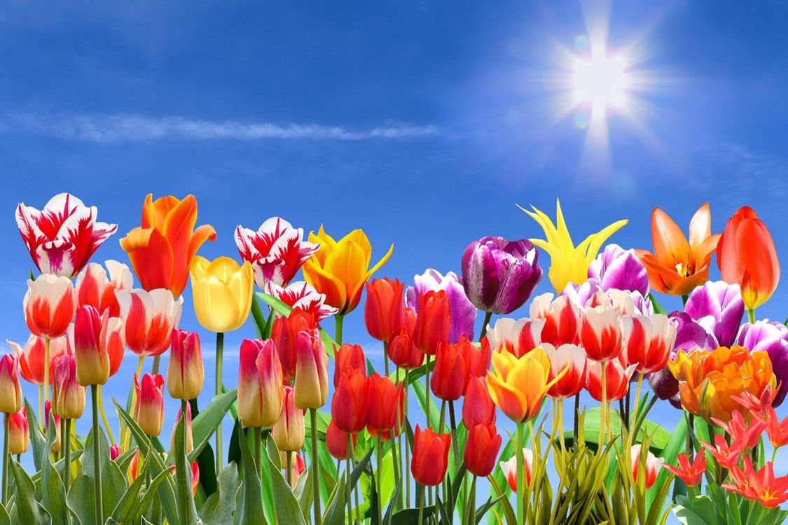 Весна поле тюльпаны небо солнце