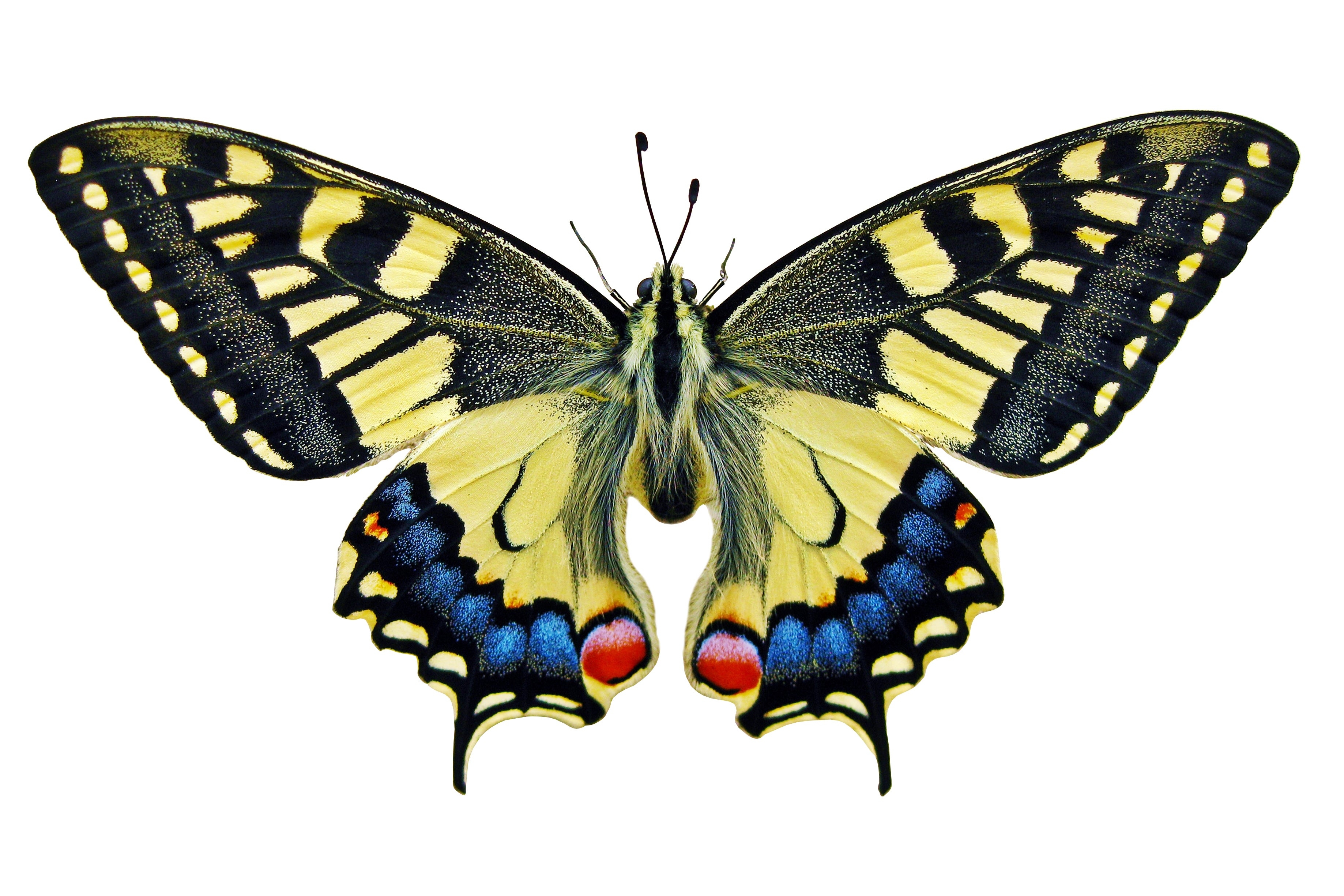 Бабочка Махаон на белом фоне